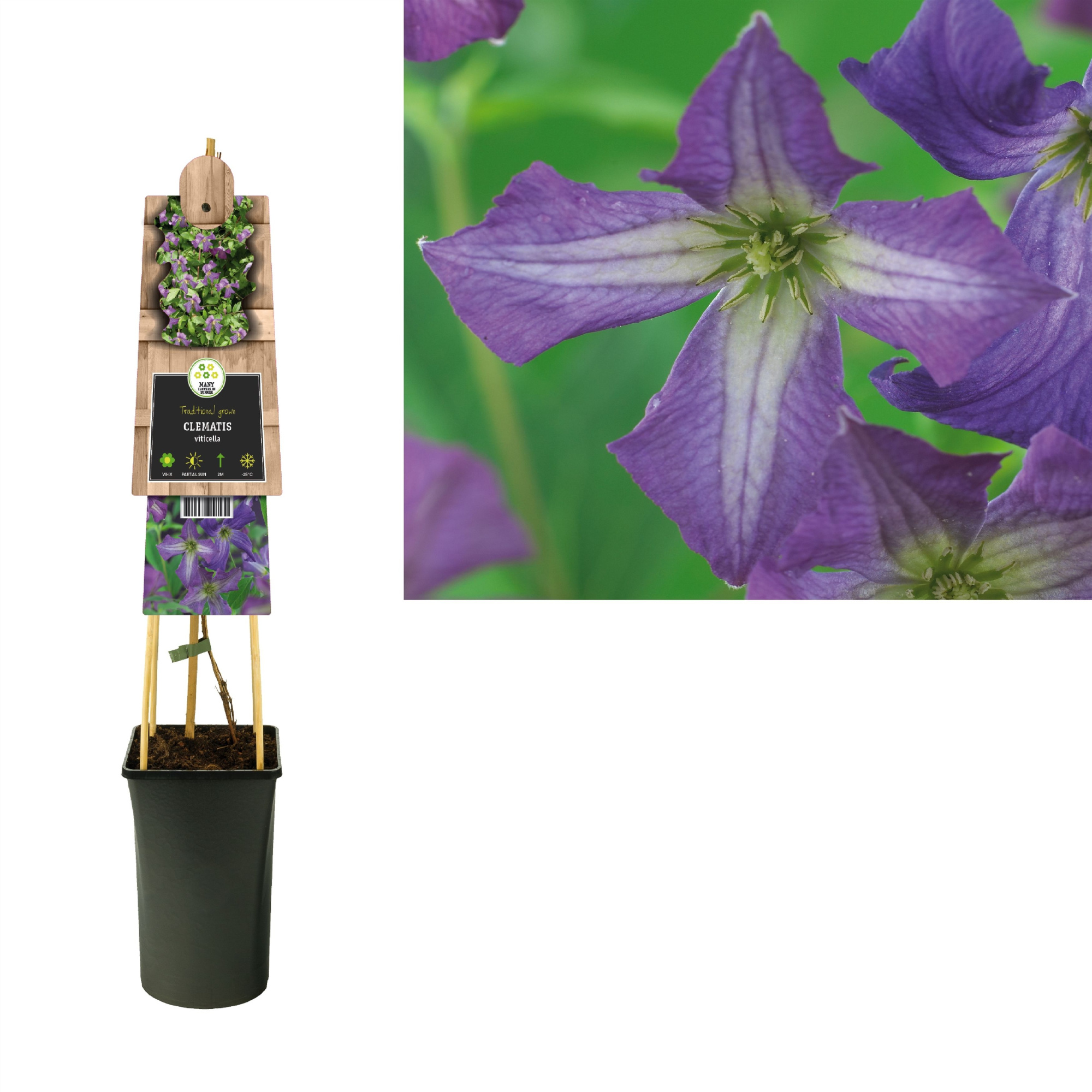 Clematis viticella +3.0 label, D 17