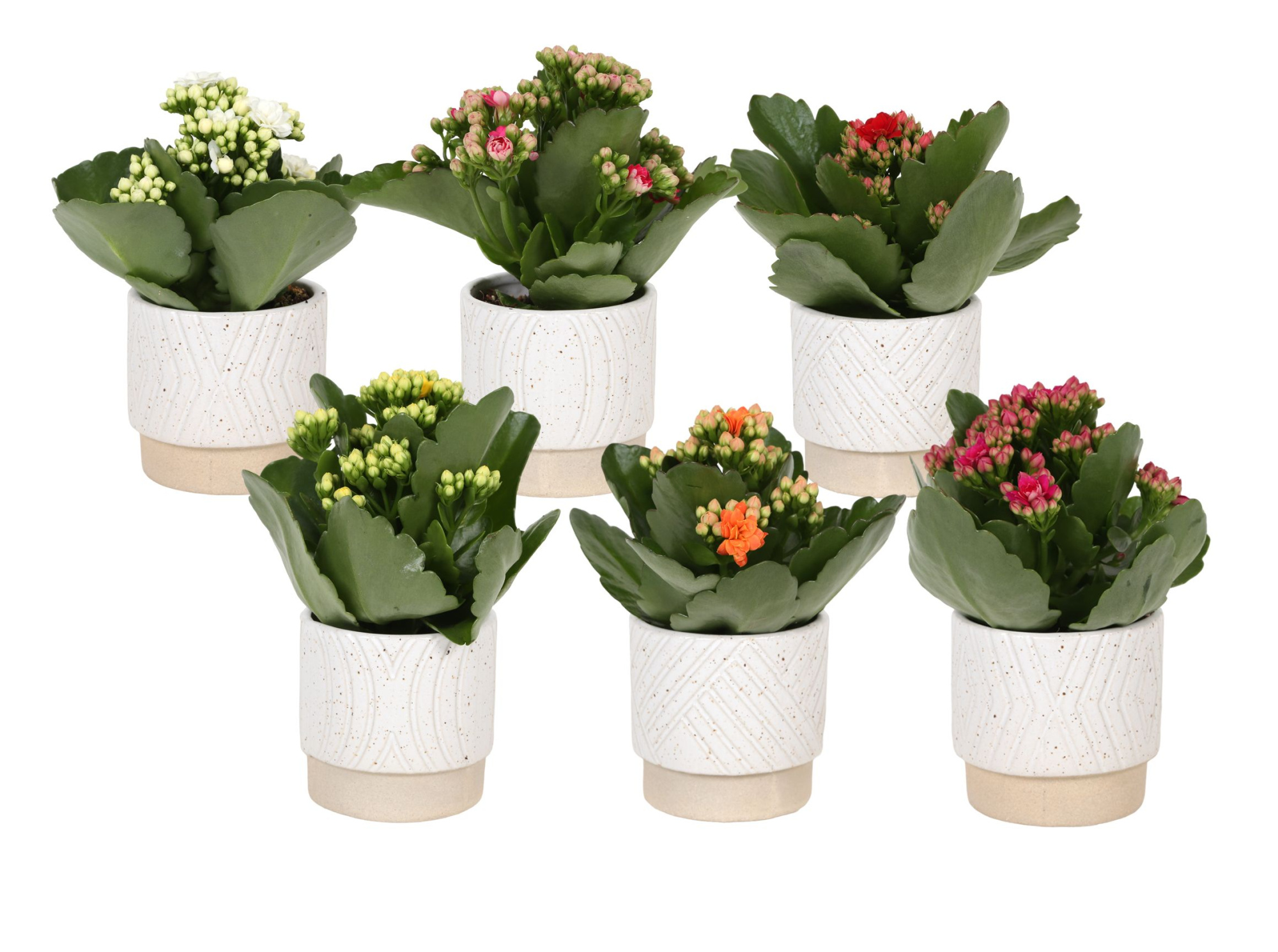 KP-880.1 - Kalanchoe Rosalina 7cm in cilinderpot op voetje, D 7