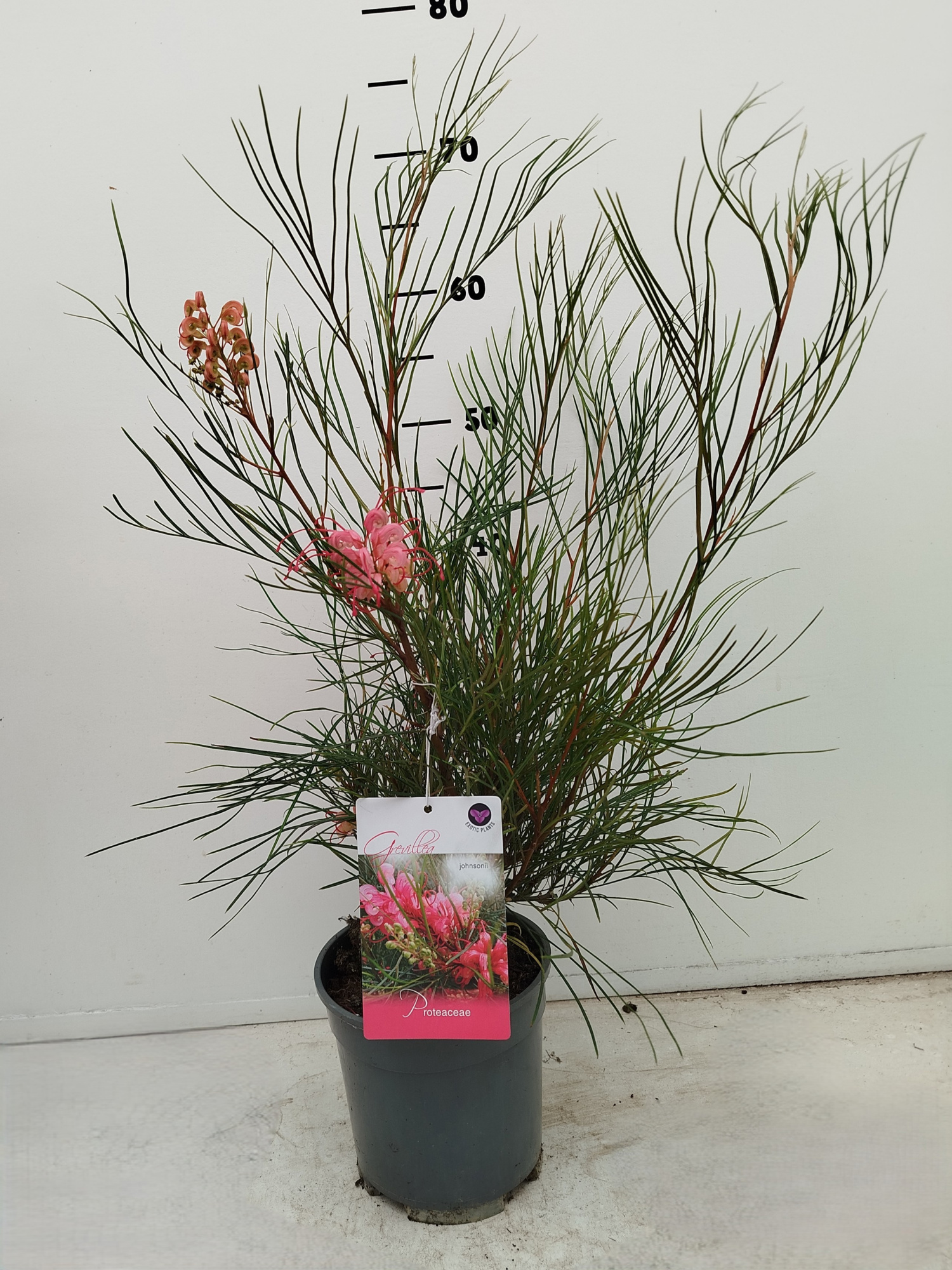 Grevilleo johnsonii, D 17