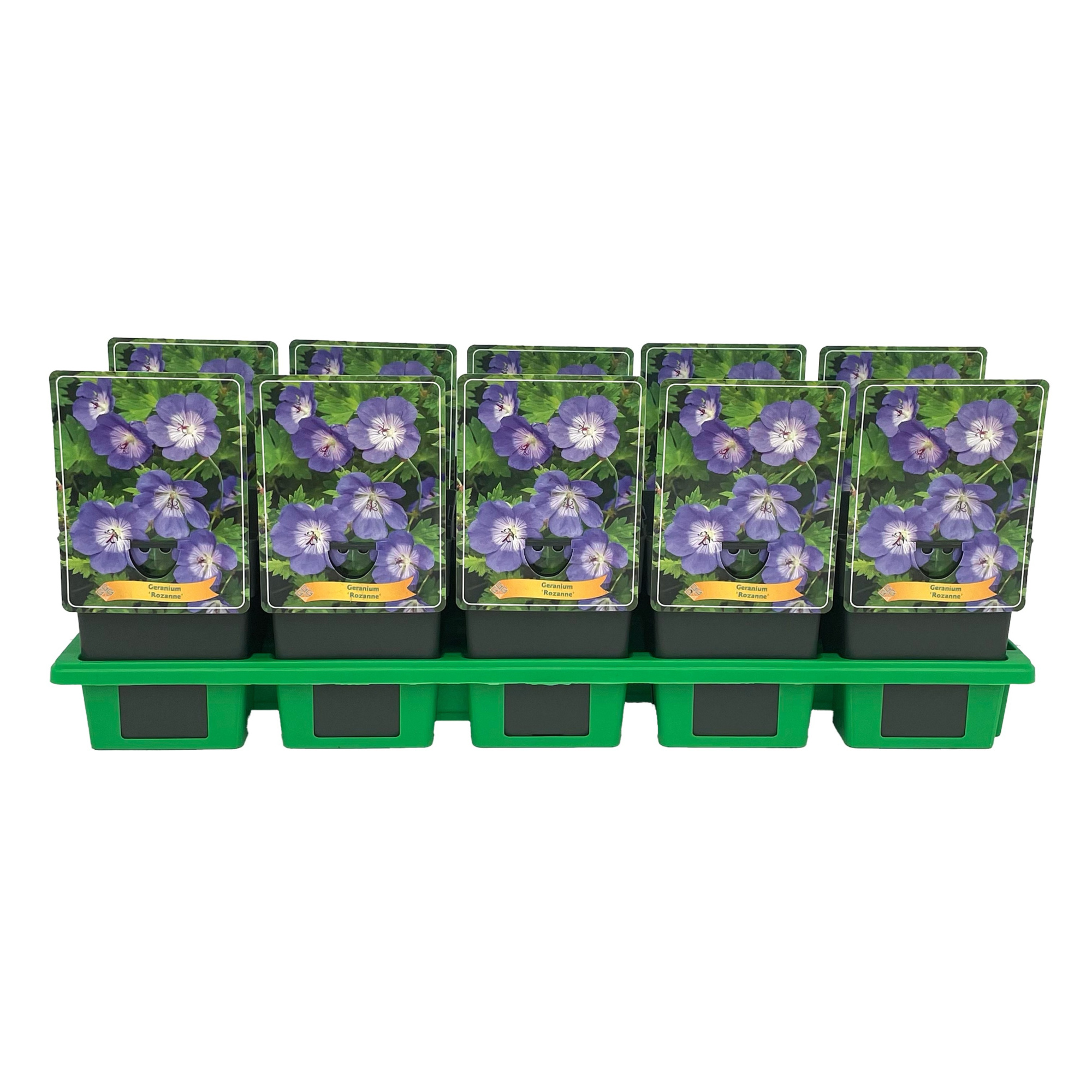 Geranium hybride 'Rozanne' P11, D 11