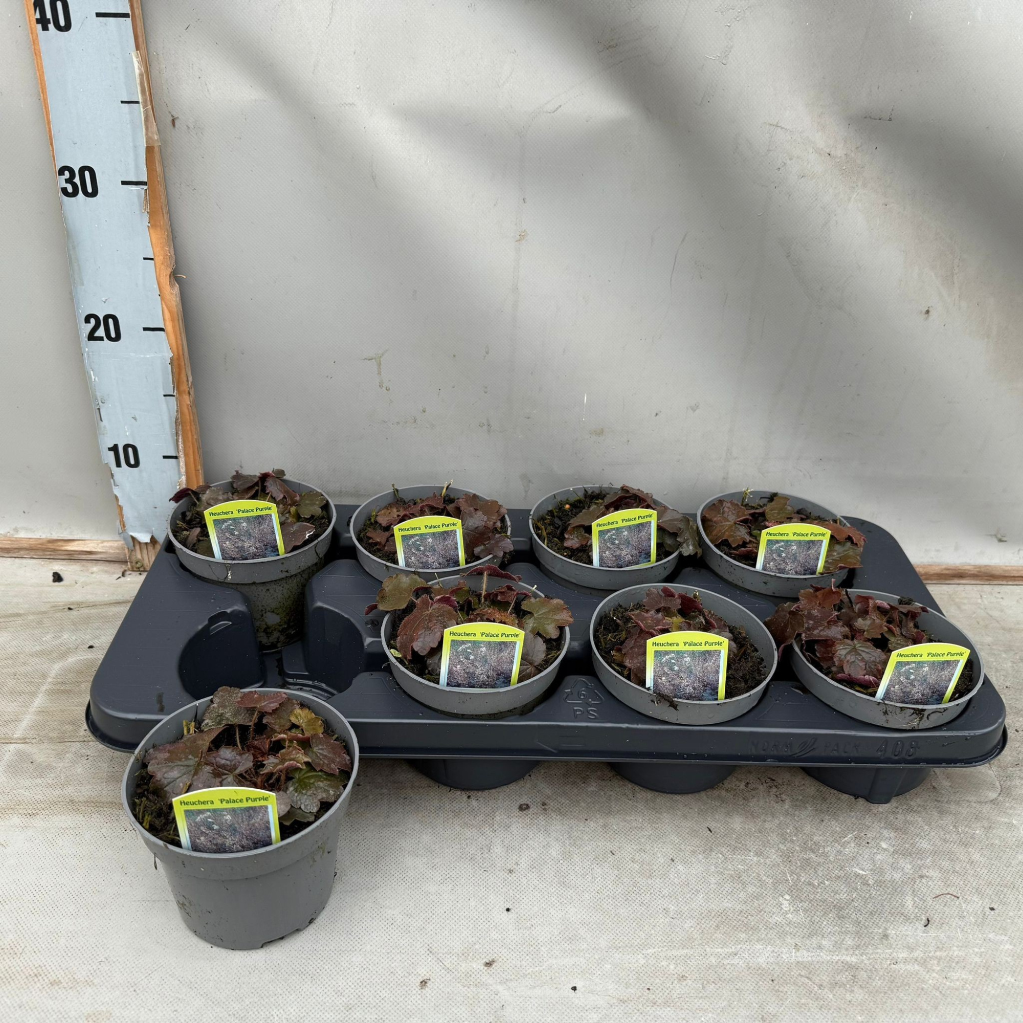 Heuchera Palace Purple, D 12