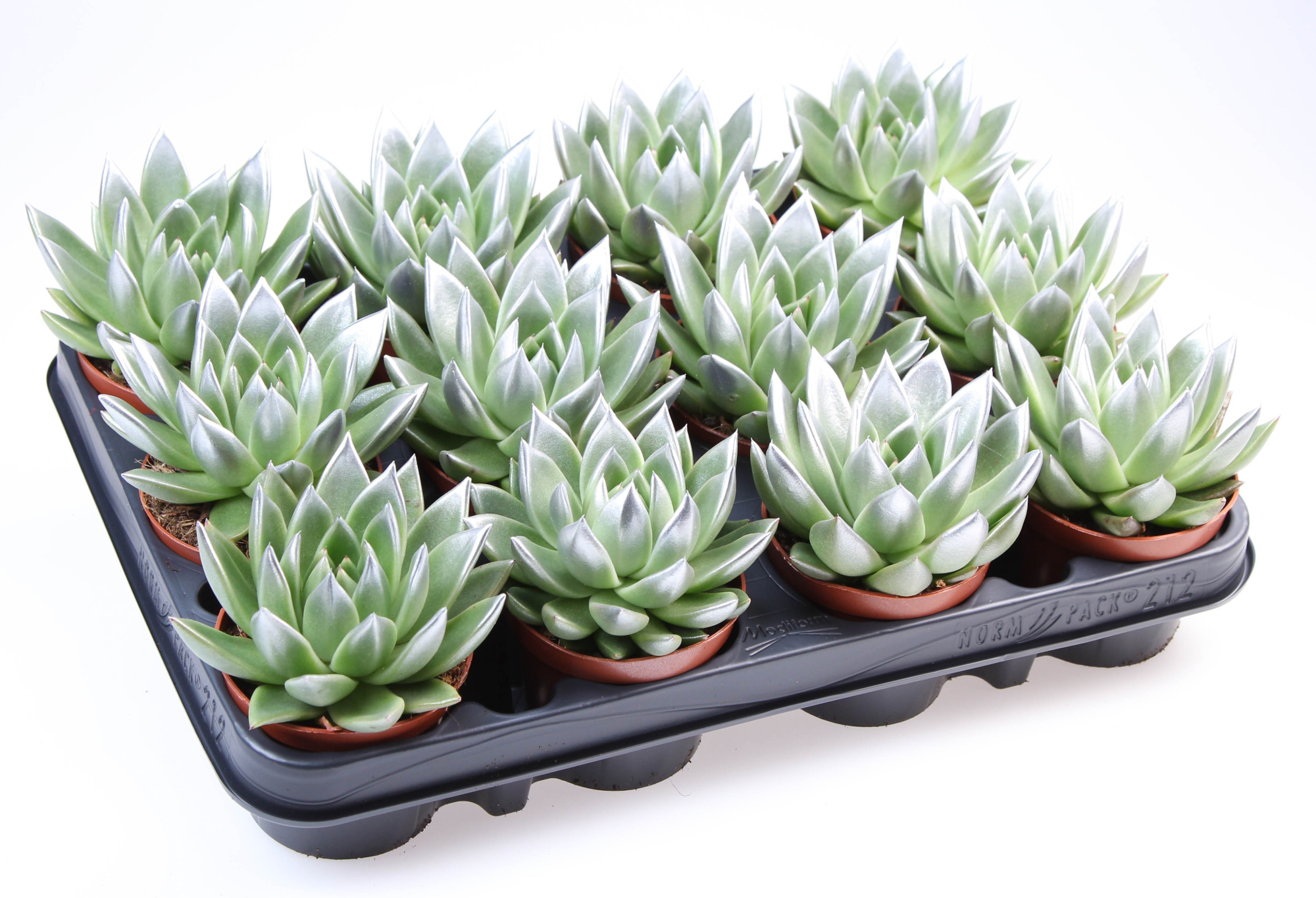 Miranda silver tips, D 8,5