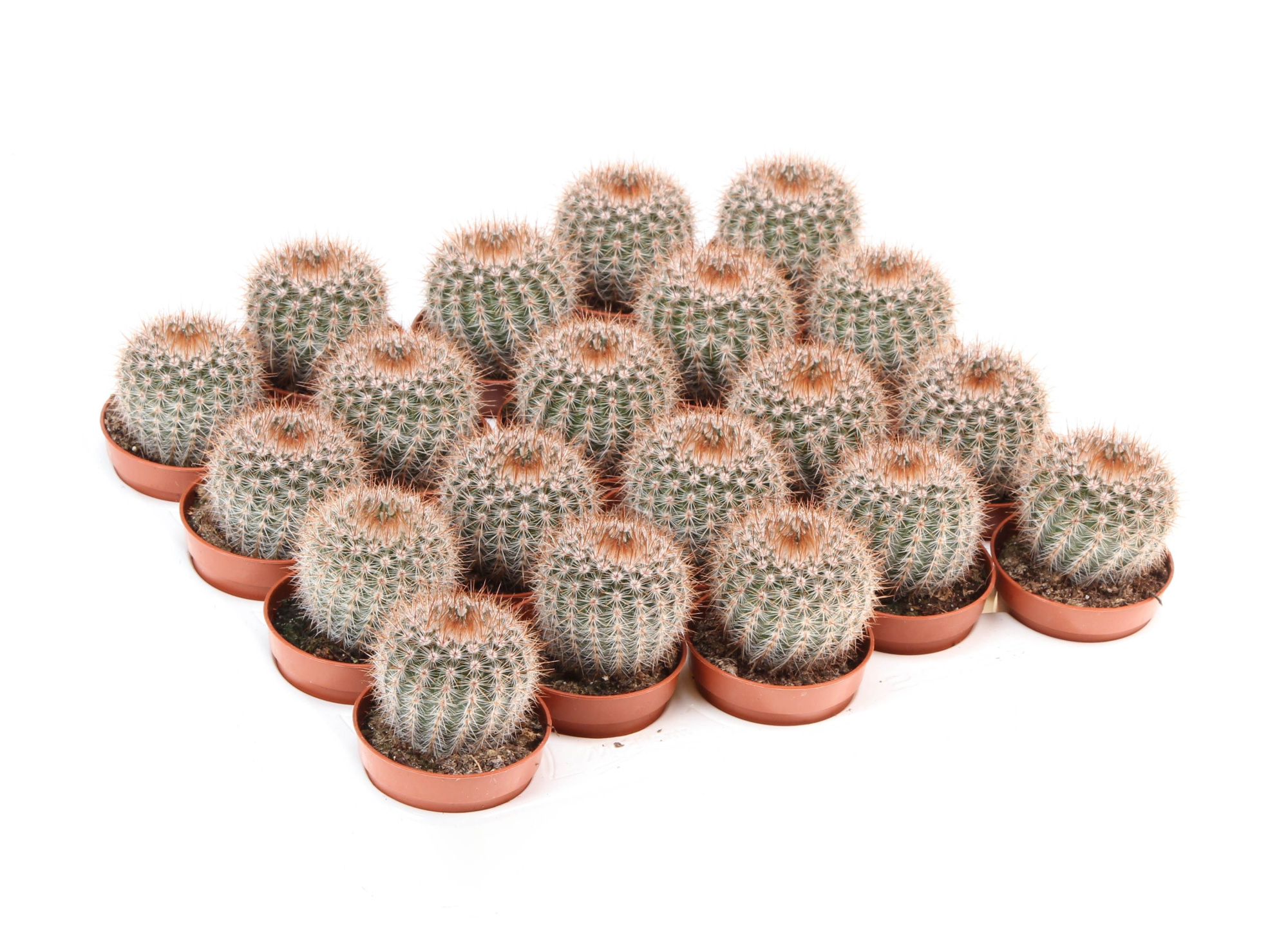 Notocactus Schlosseri, D 5,5