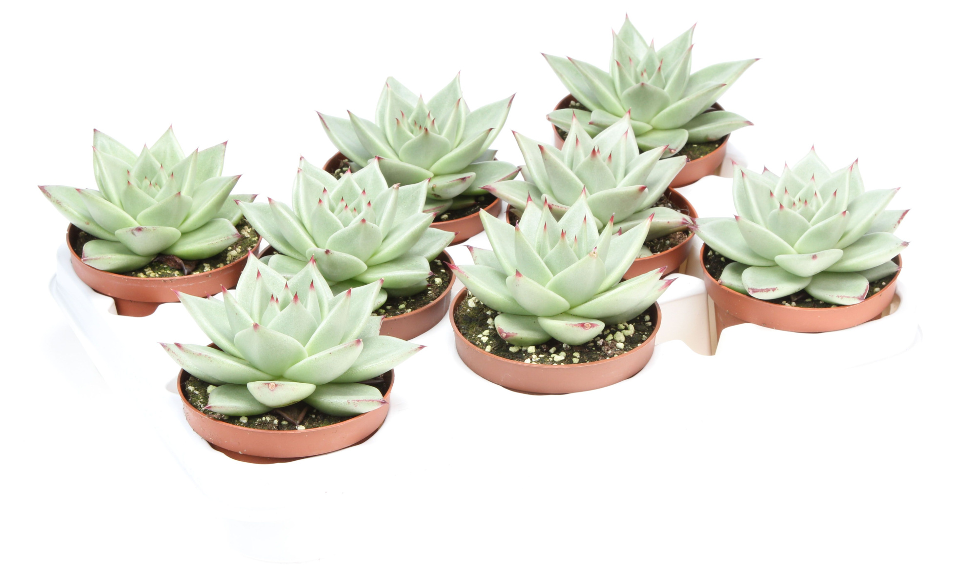 Echeveria sirius, D 10,5