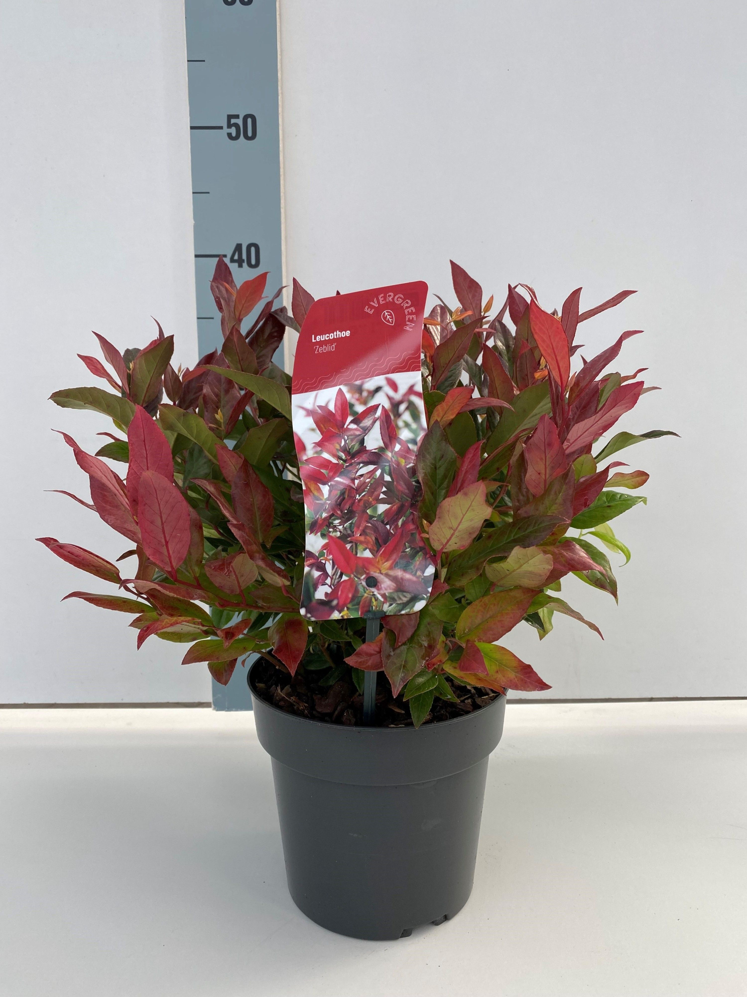 Leucothoe 'Zeblid', D 17