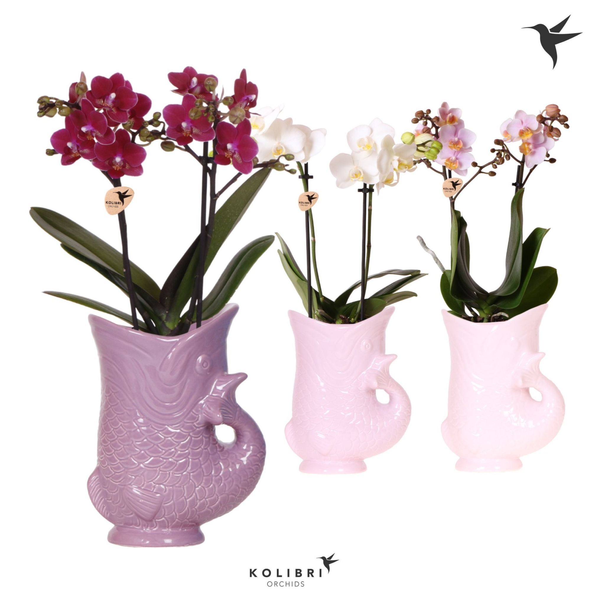 Kolibri Orchids Phalaenopsis mix 2 spike in Fish pot lila mix, D 9