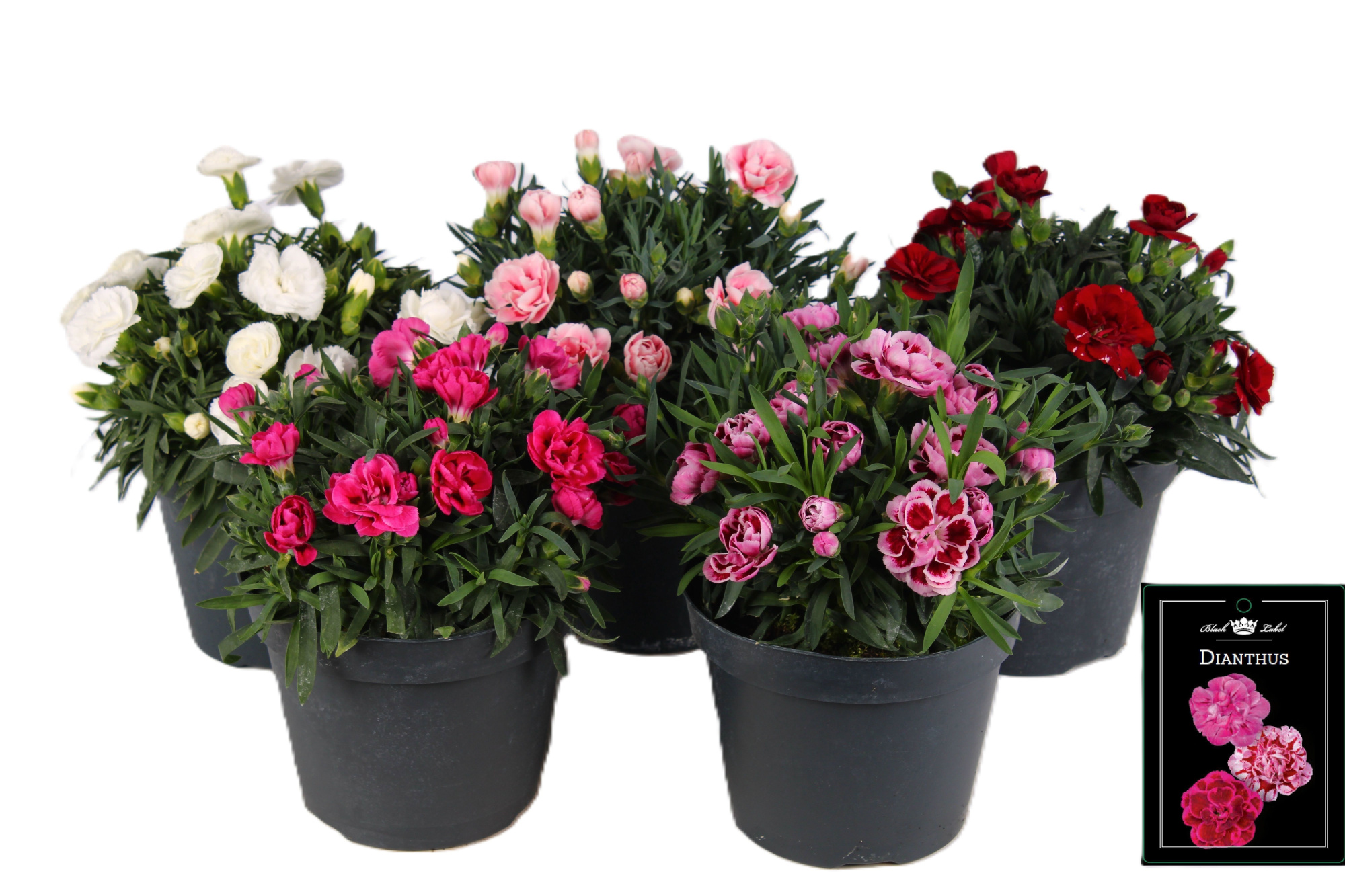 Dianthus Doublelicious mixlaag, D 15