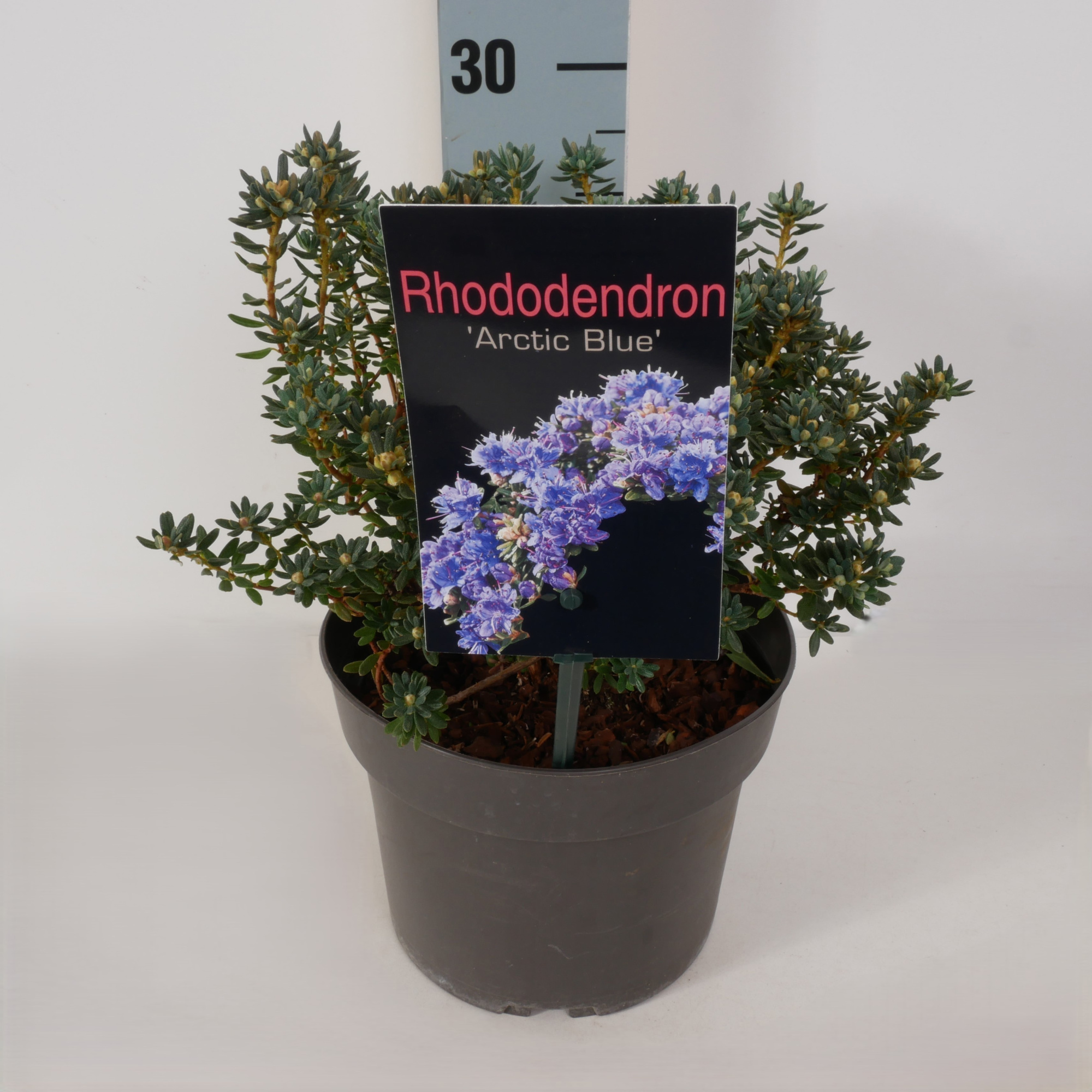 Rhododendron 'Artic Blue' P17, D 17