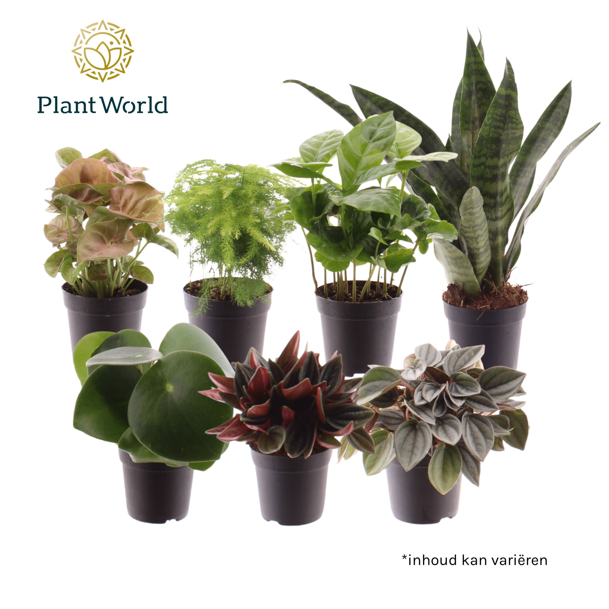 Keen on Green mix Nevada 7 cm, D 7