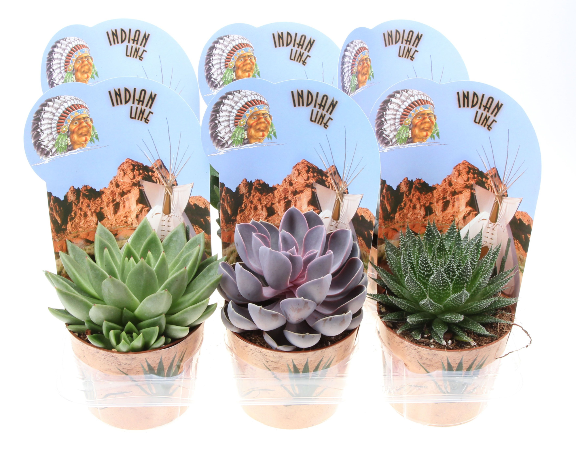 Potcover indian line succulent mix, D 12