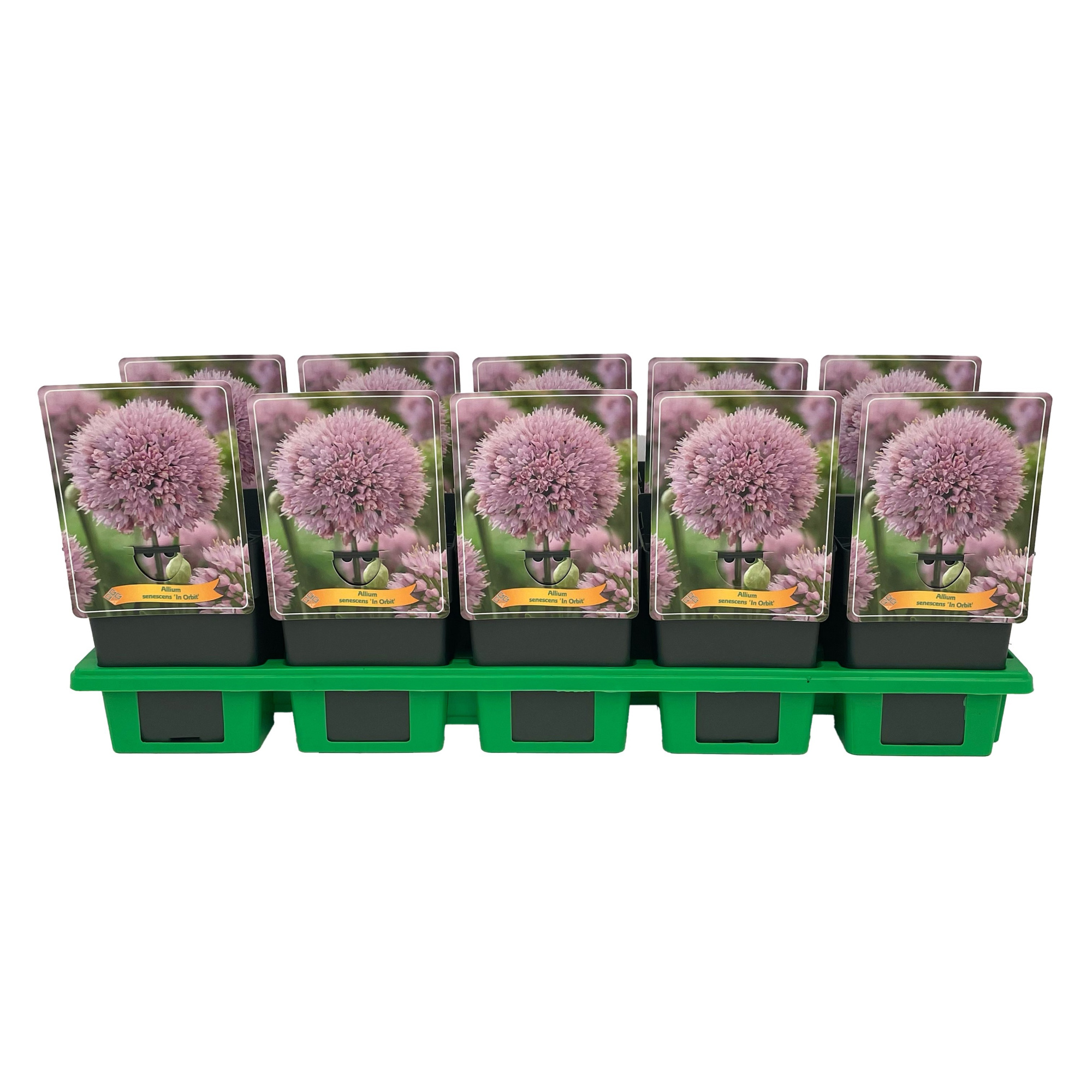 Allium senescens 'In Orbit' P11, D 11