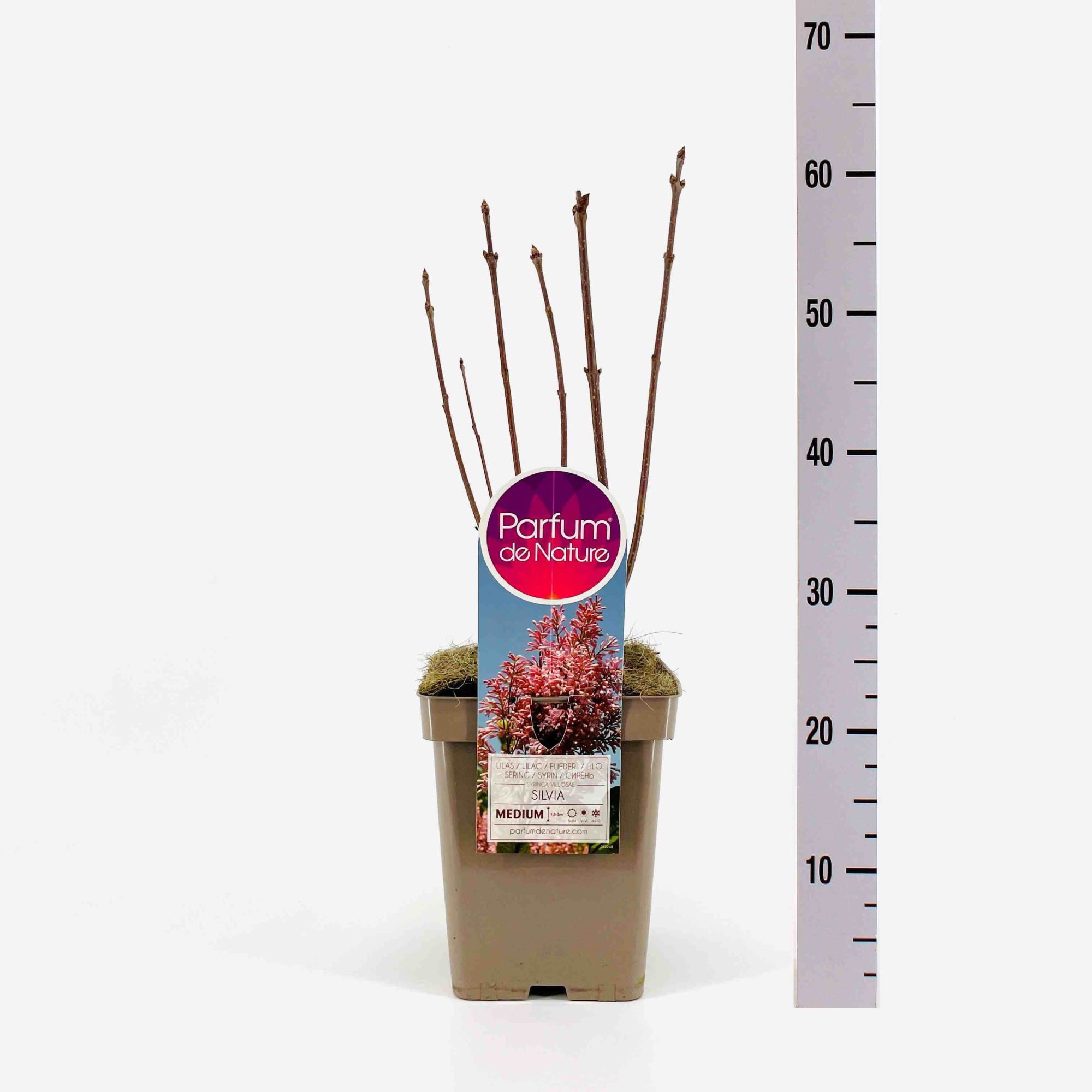 Syringa (V) Silvia, C5, D 23