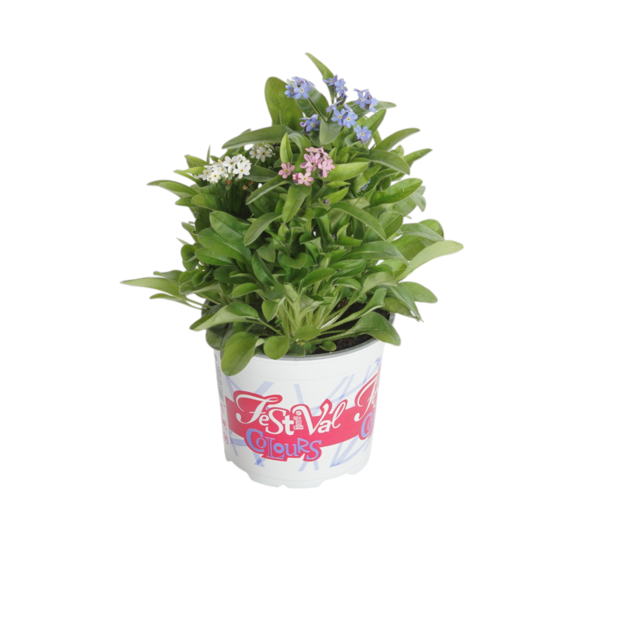 P12 Festival Colours Myosotis, D 12