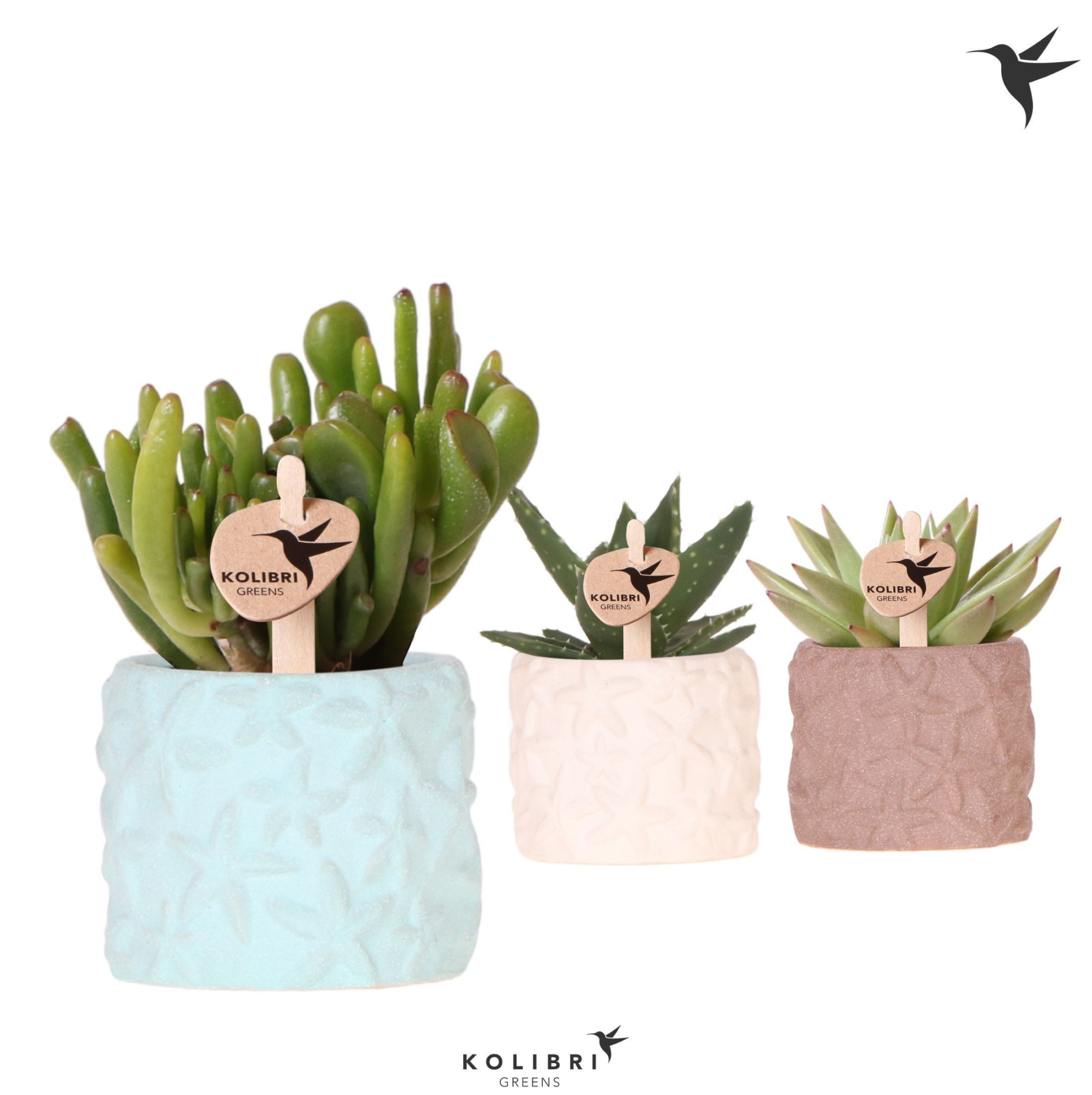 Kolibri Greens Succulenten mix in Star Fish pot mix, D 6