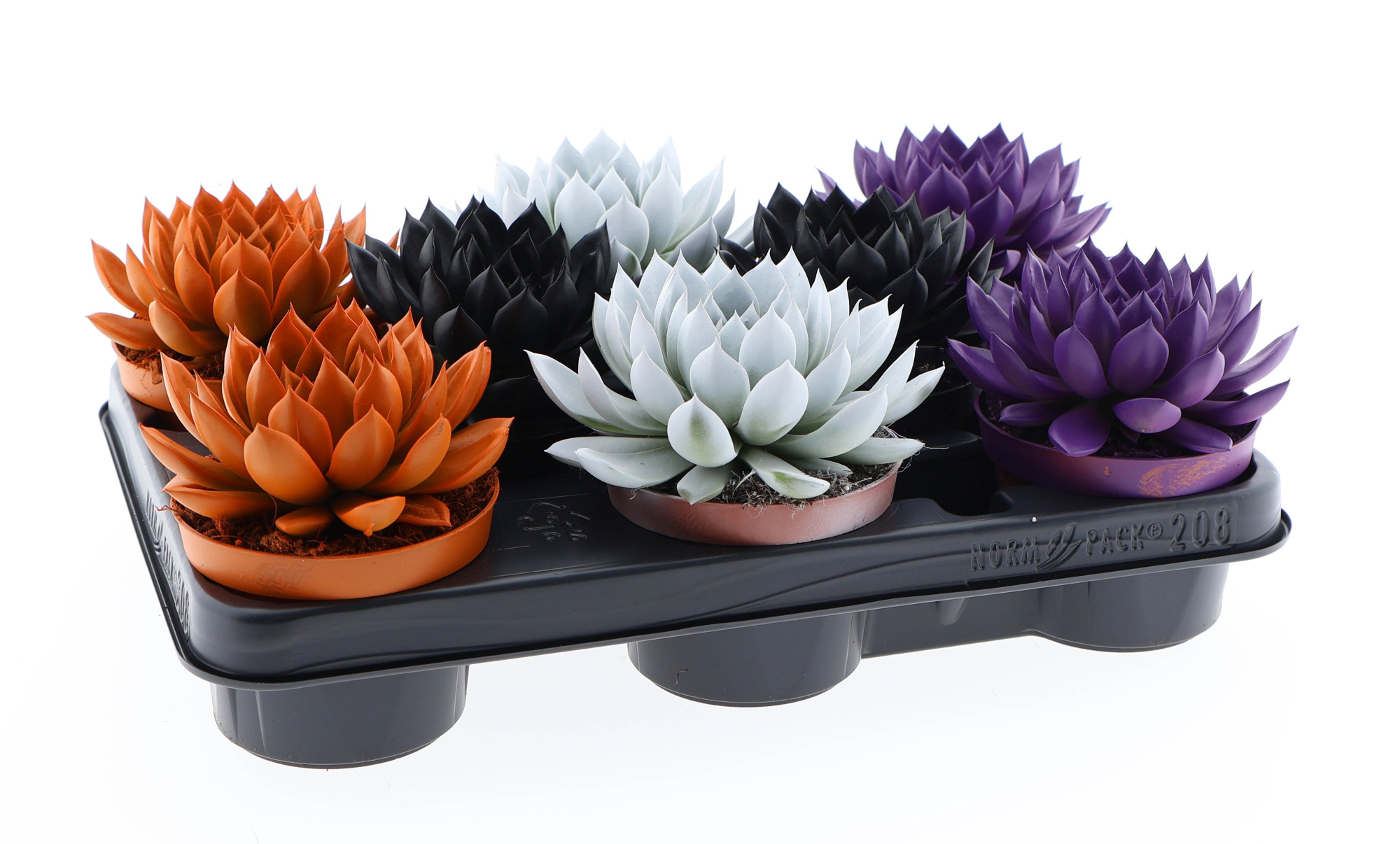 Halloween rainbow mix, D 10,5