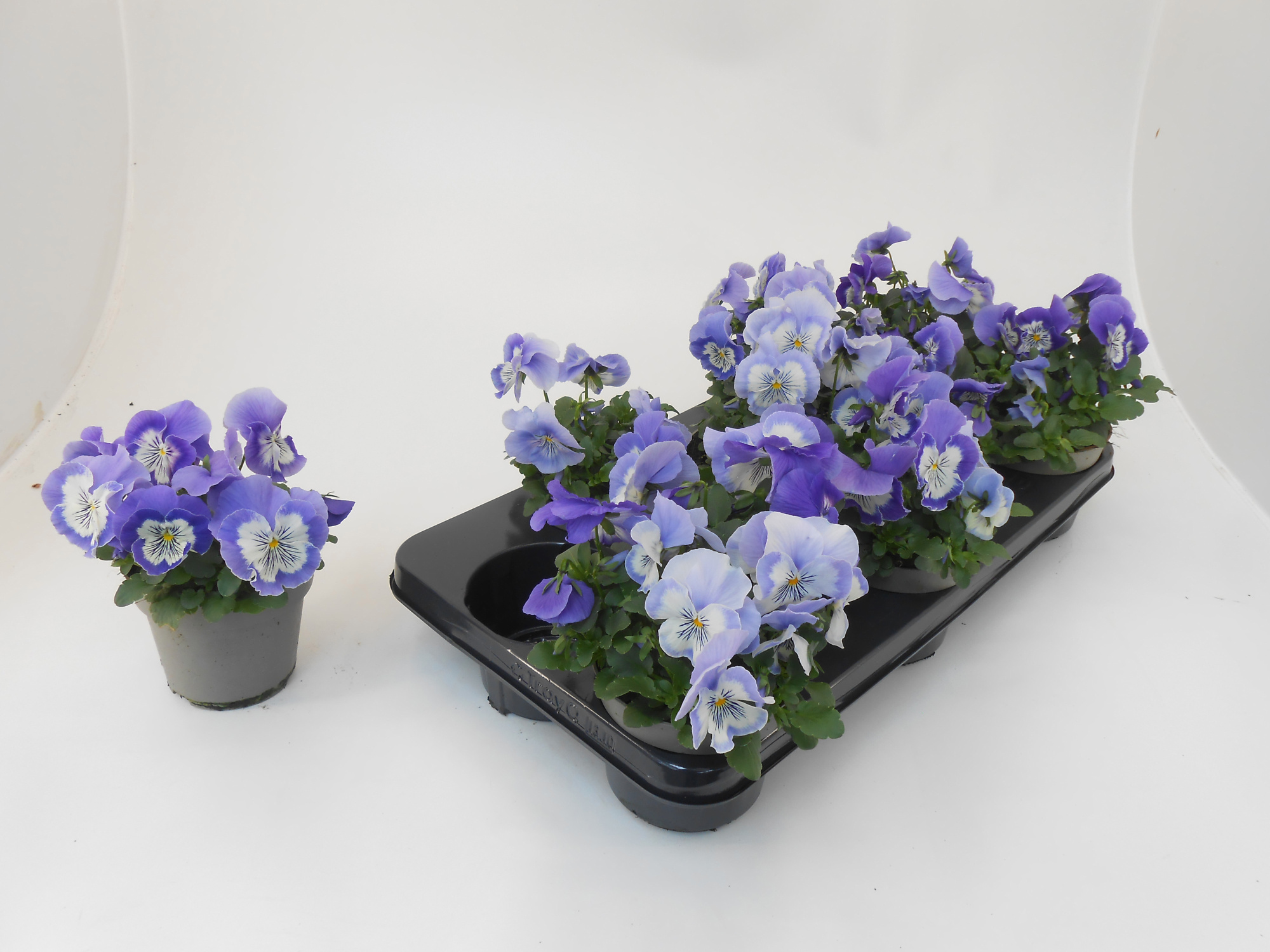 Viola wittrockiana 'Cats' light blue, D 13