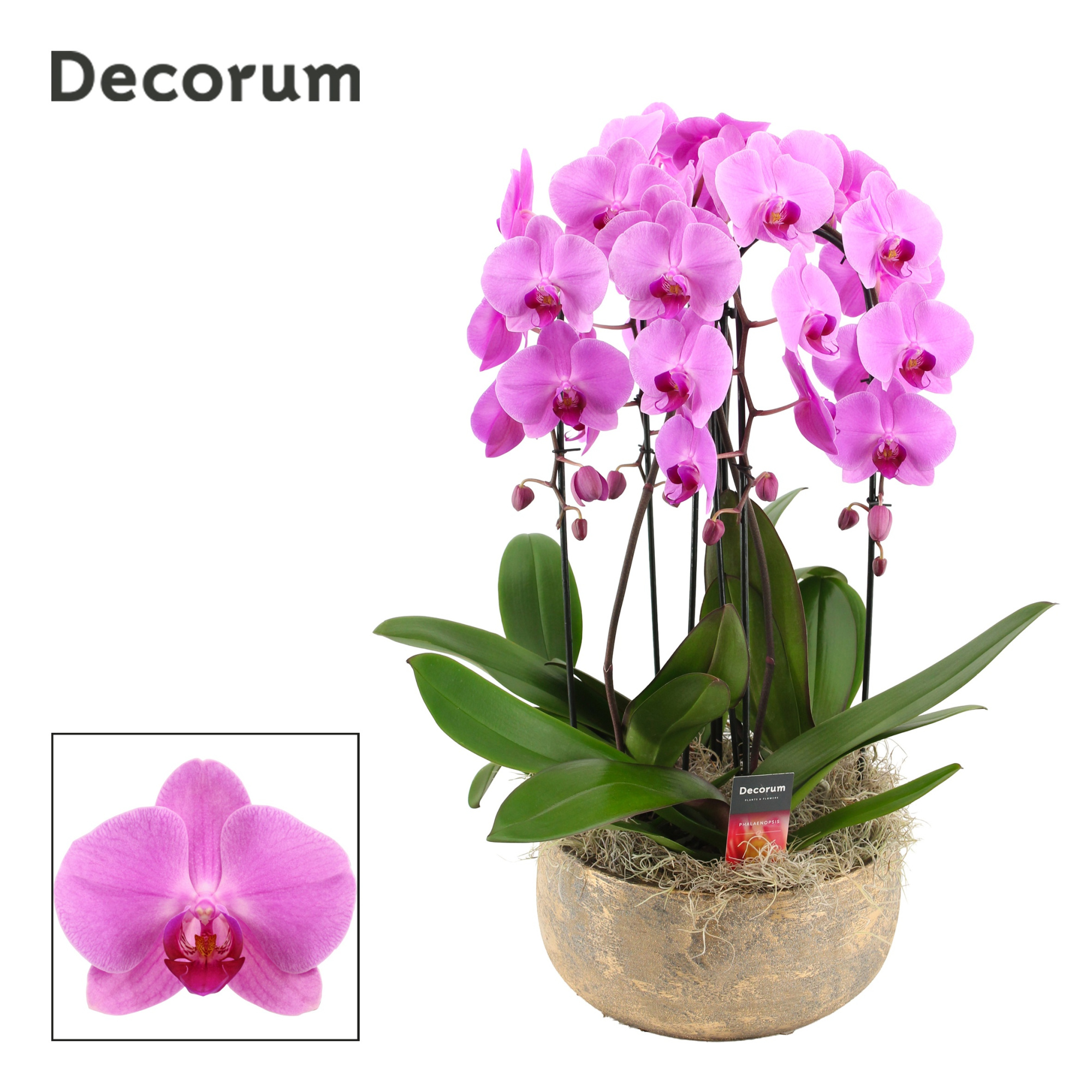 Imperio cascade 4 tak symphony pink (Deco-collection), D 28