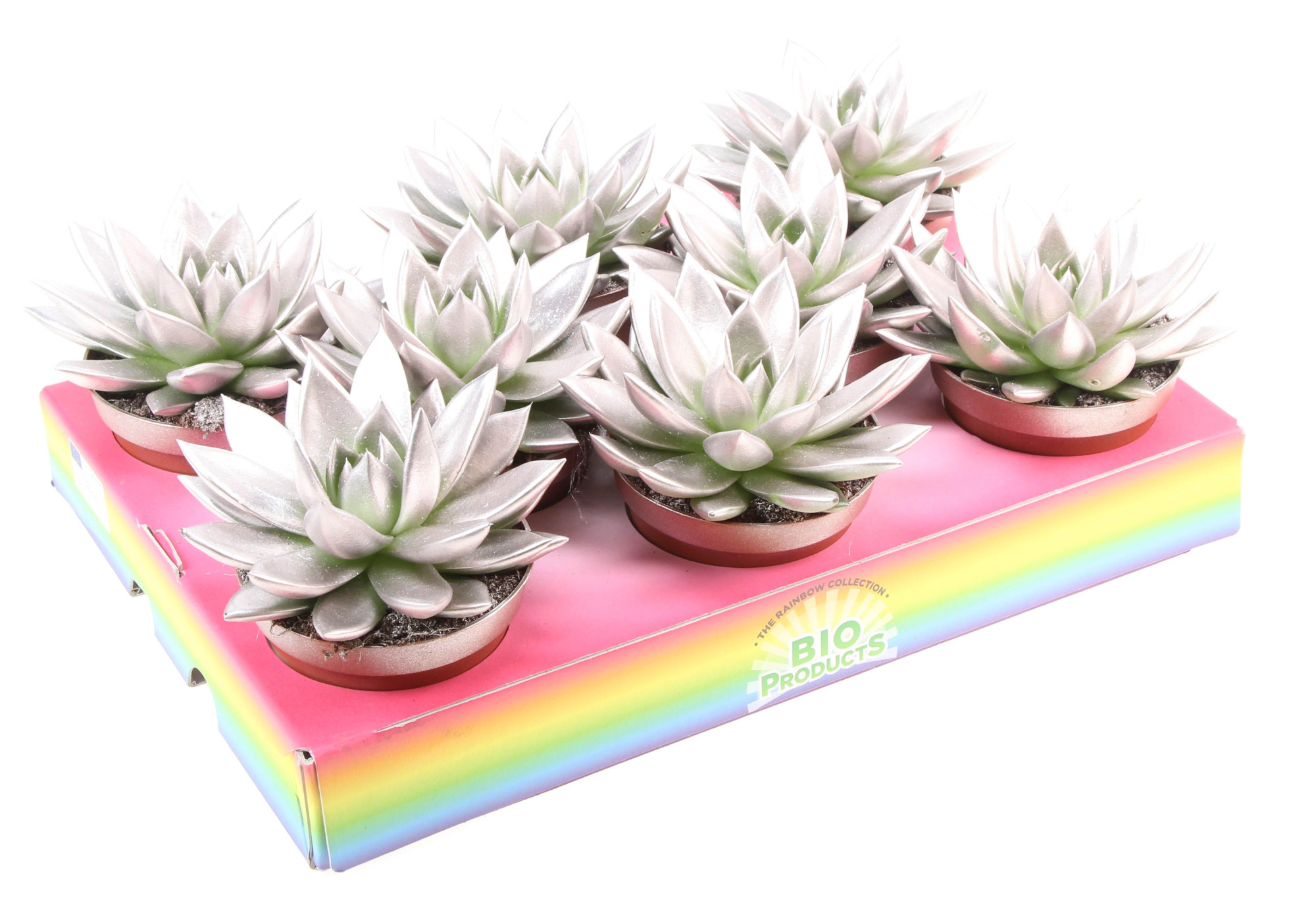 Bio miranda champagne glitter, D 10,5