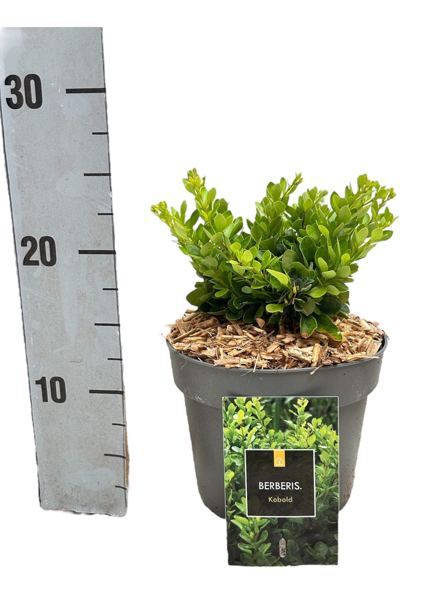 Berberis thunbergii 'Kobold', D 17