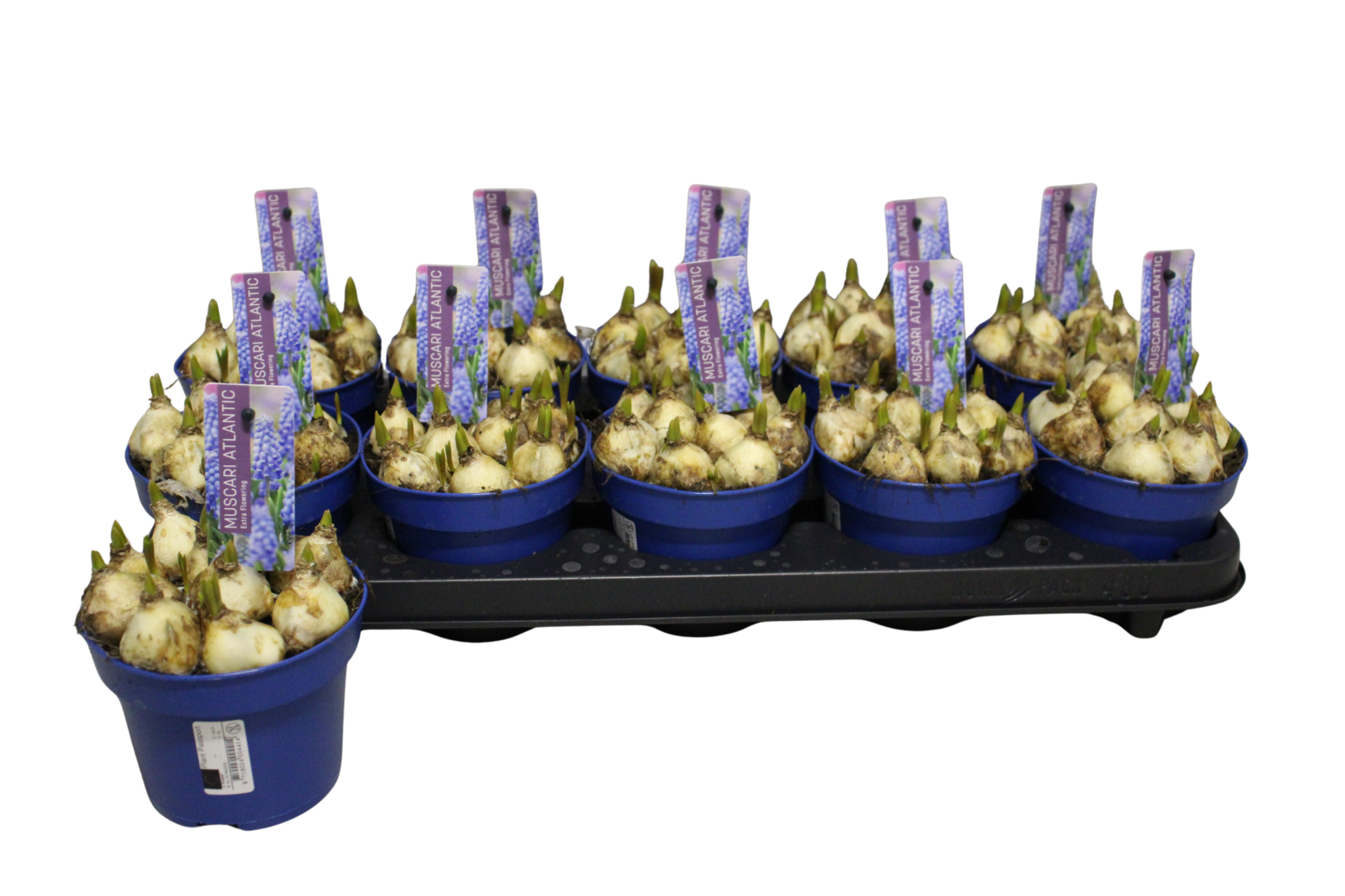 Muscari Atlantic P12, D 12