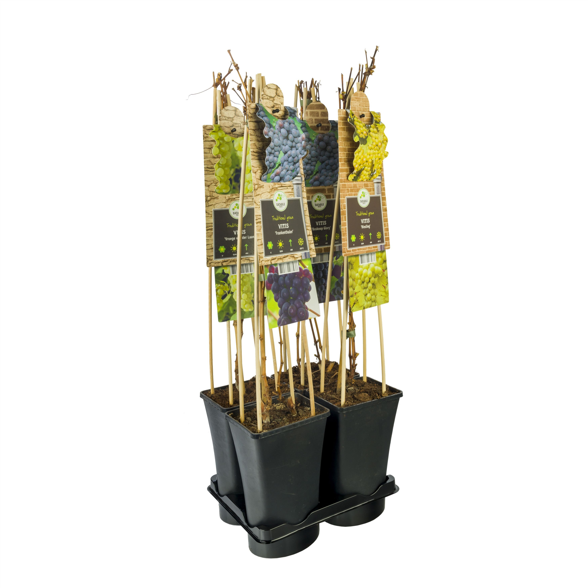 Mixtray Fruit +3.0 label, D 17