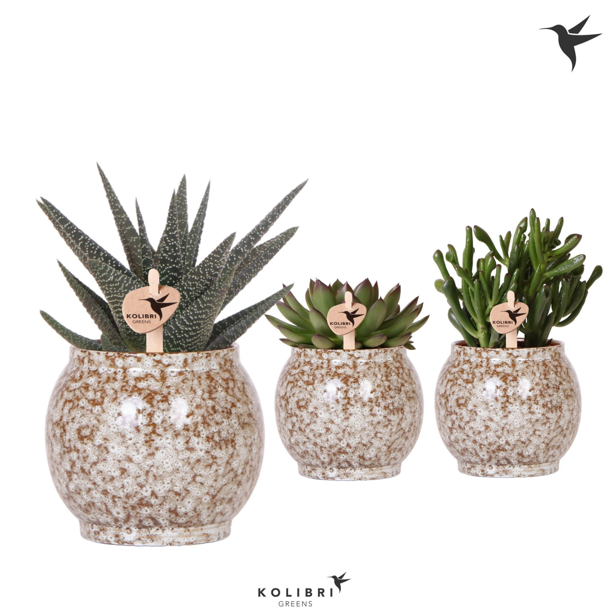 Kolibri Greens Succulenten mix in Safari pot, D 9