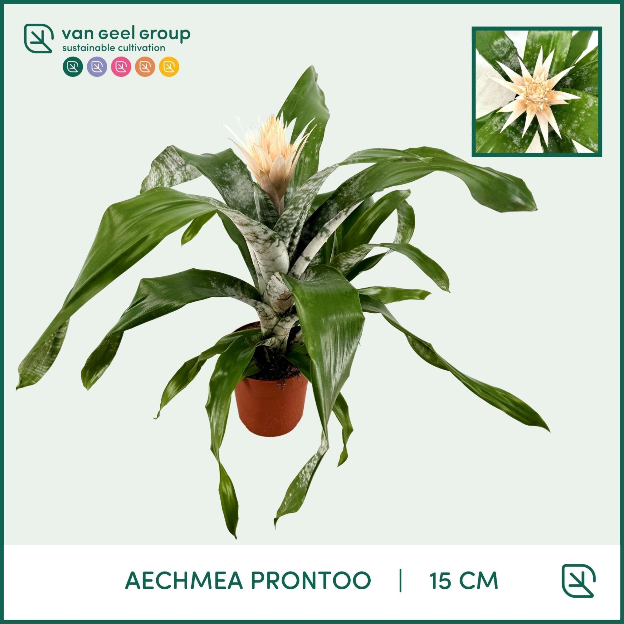 Aechmea Prontoo, D 15