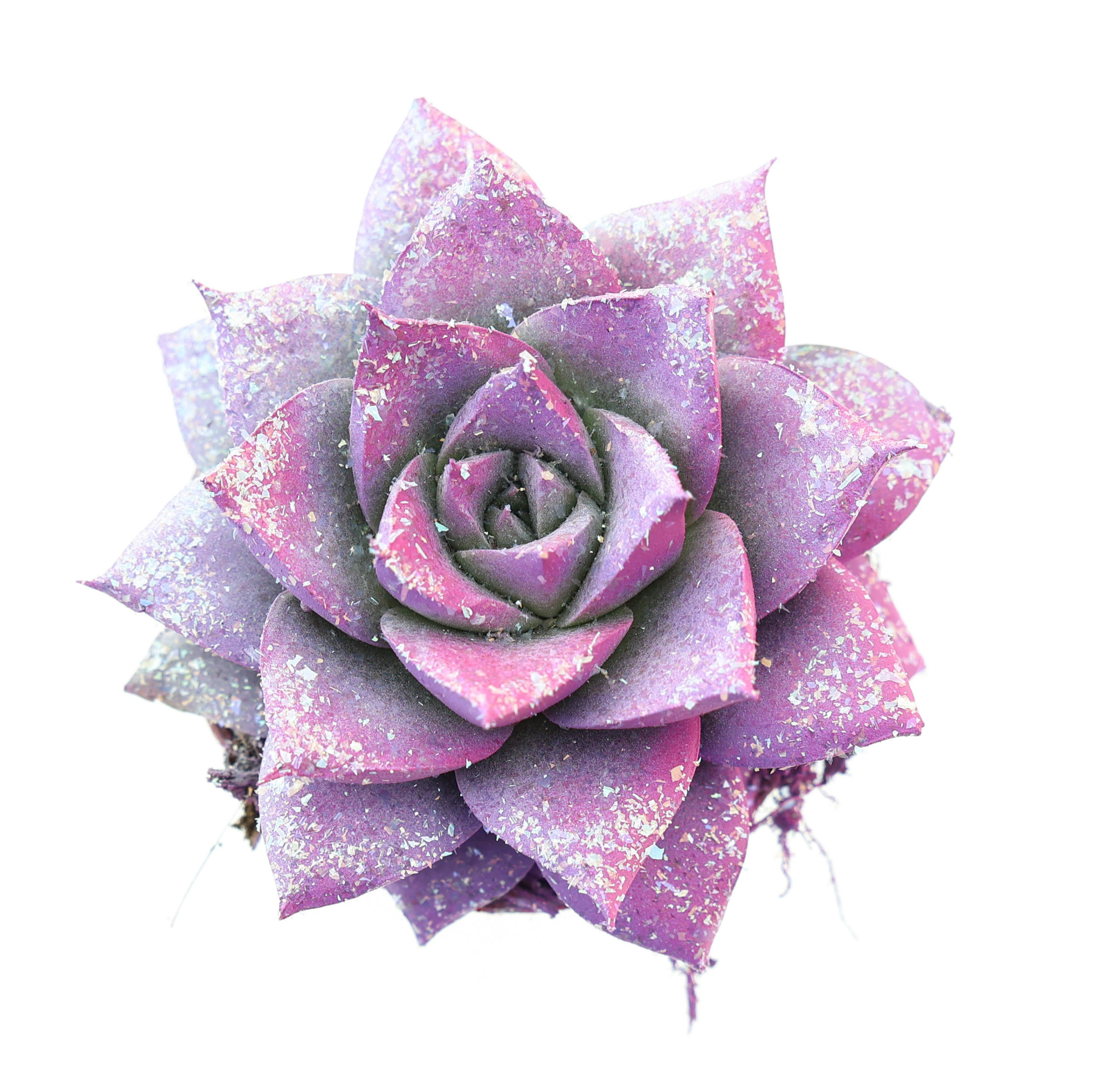 Purper valentine multi glitter mix, D 5,5