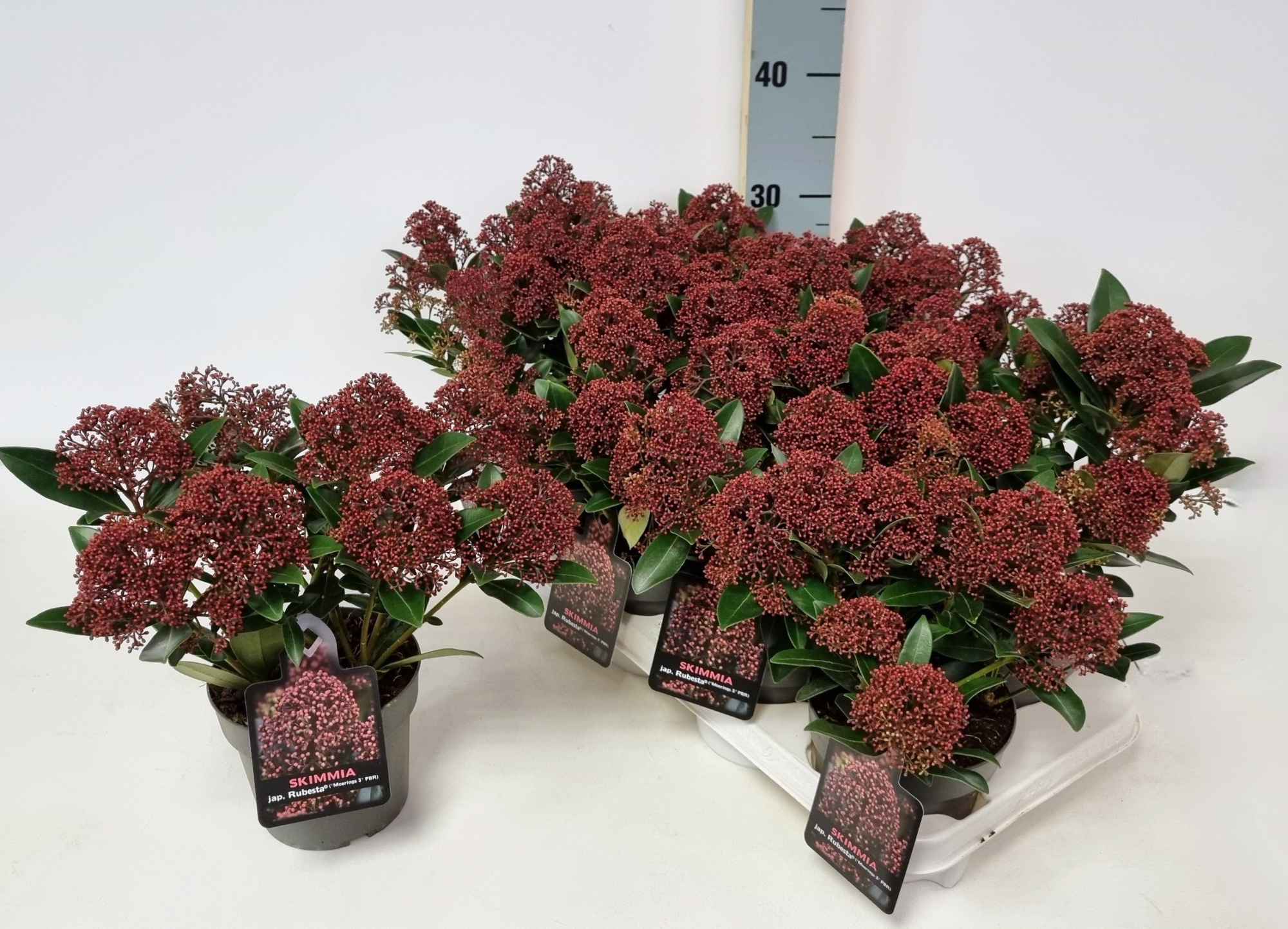 Skimmia jap. 'Rubesta' P13, D 13