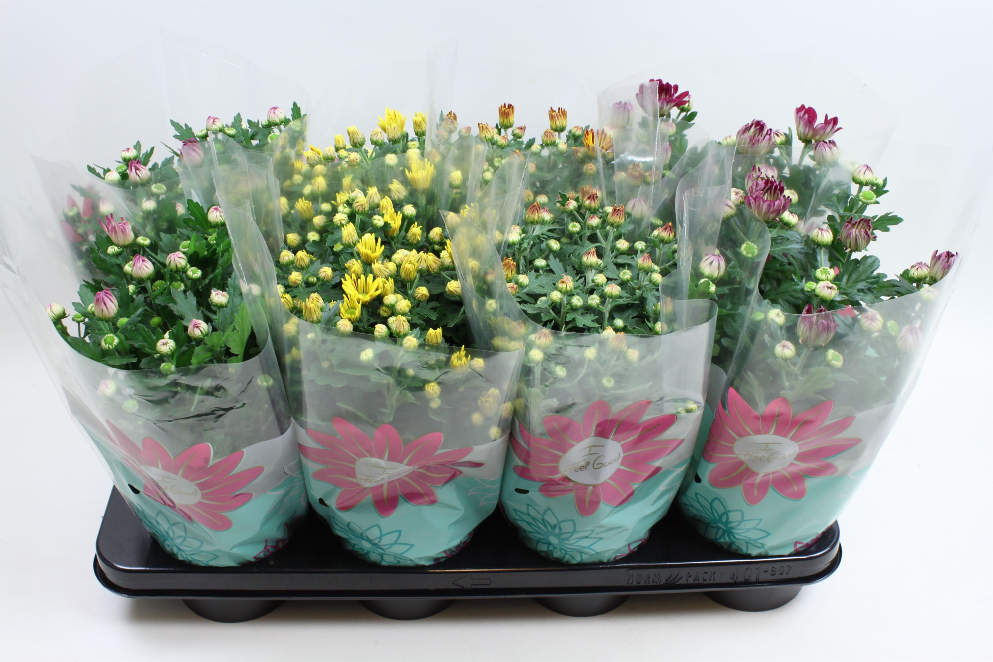 Chrysant Specials Gemengd Stadium 1, D 14