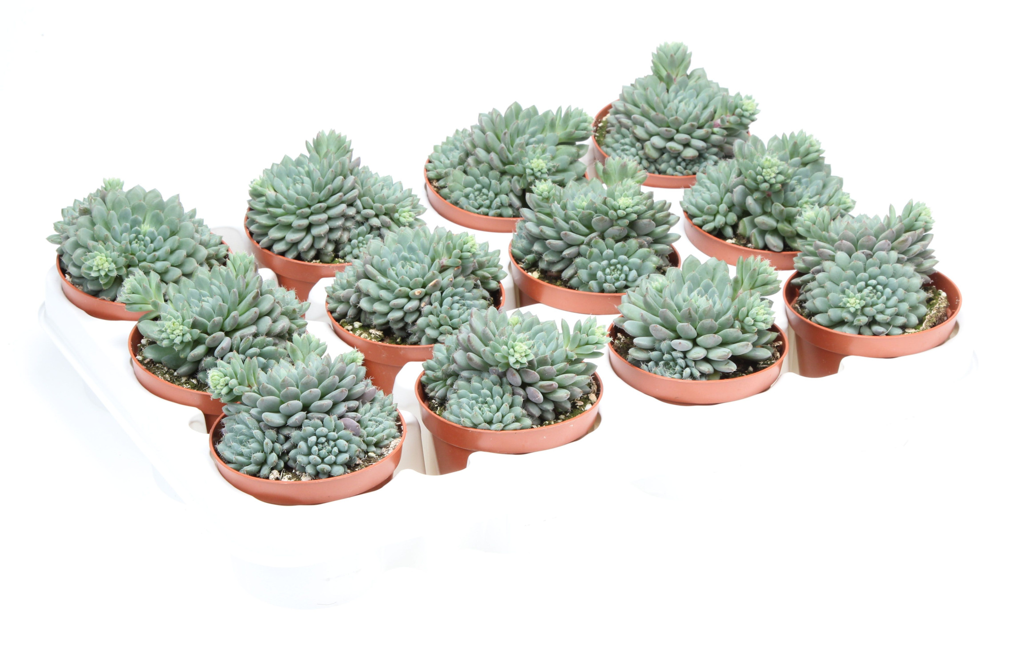 Echeveria rundelii, D 8,5