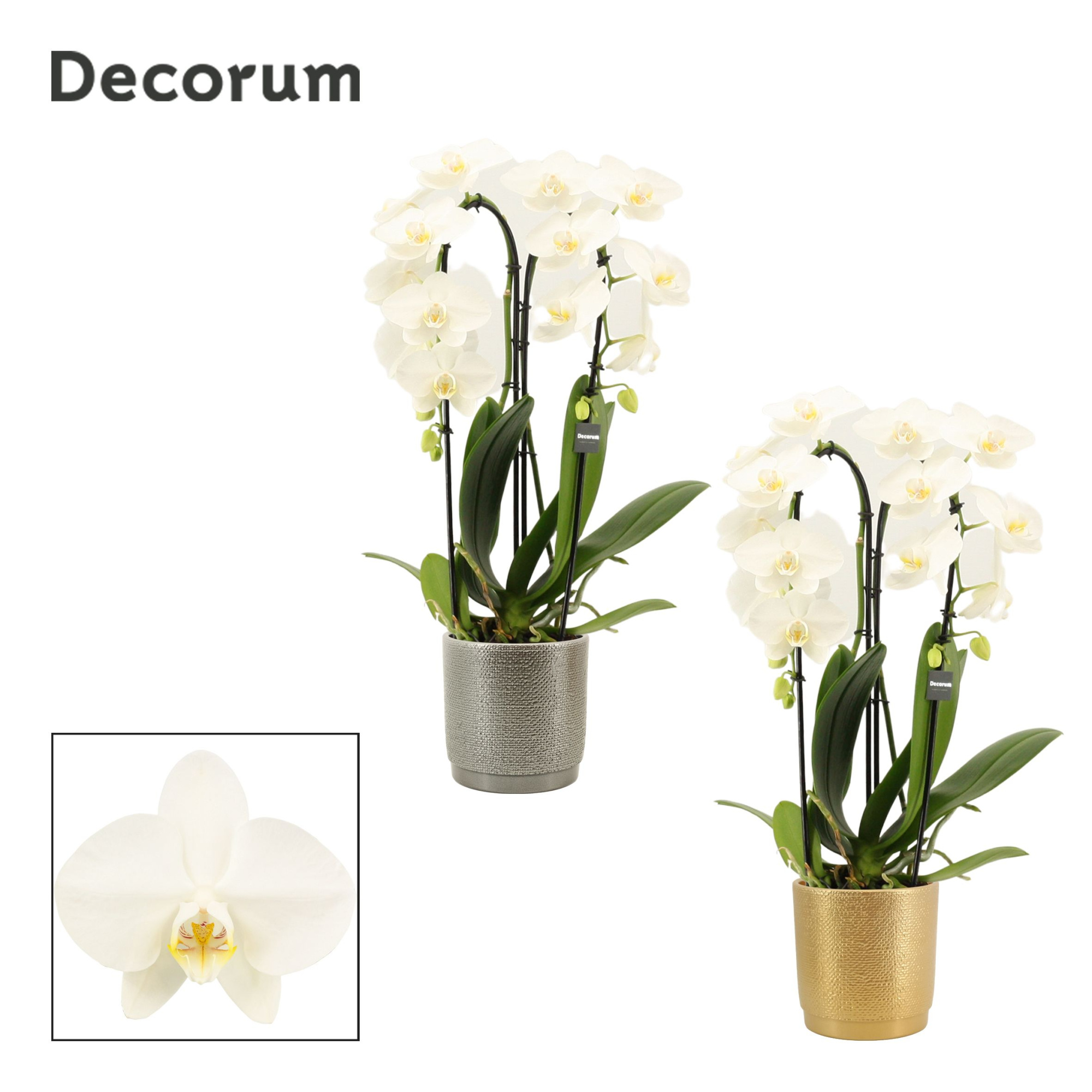 Phalaenopsis cascade 2 tak wit in Gabriël (Deco-collection), D 12