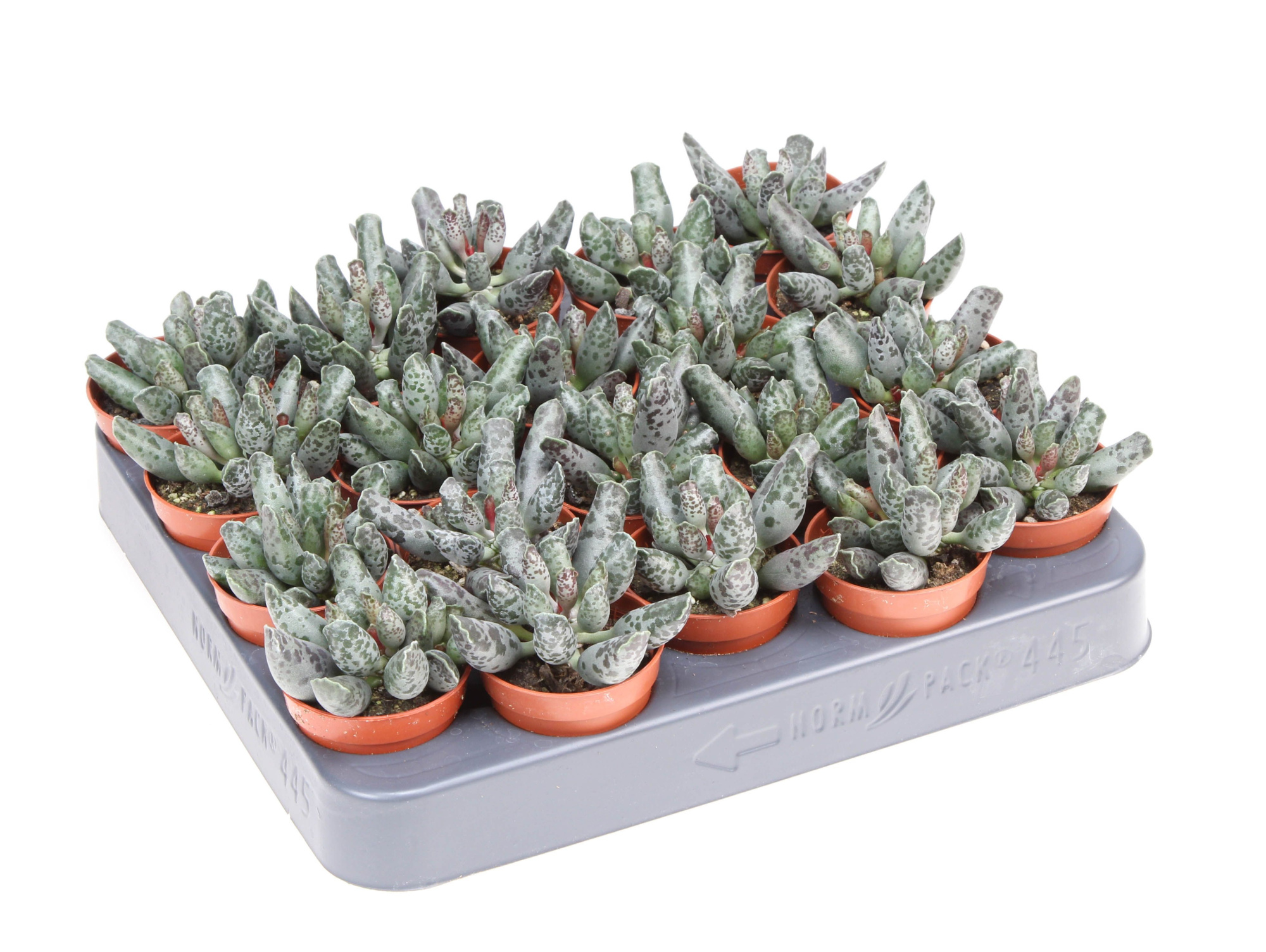 Adromischus festivus, D 5,5