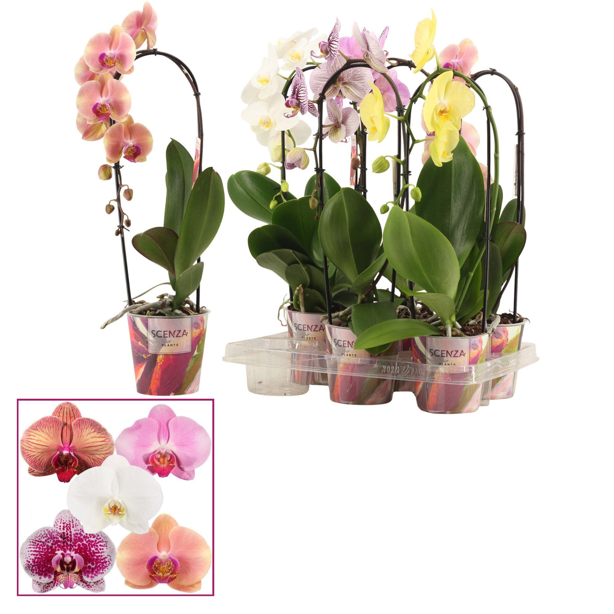 Phalaenopsis cascade 1 tak shortie mix (Scenza), D 12