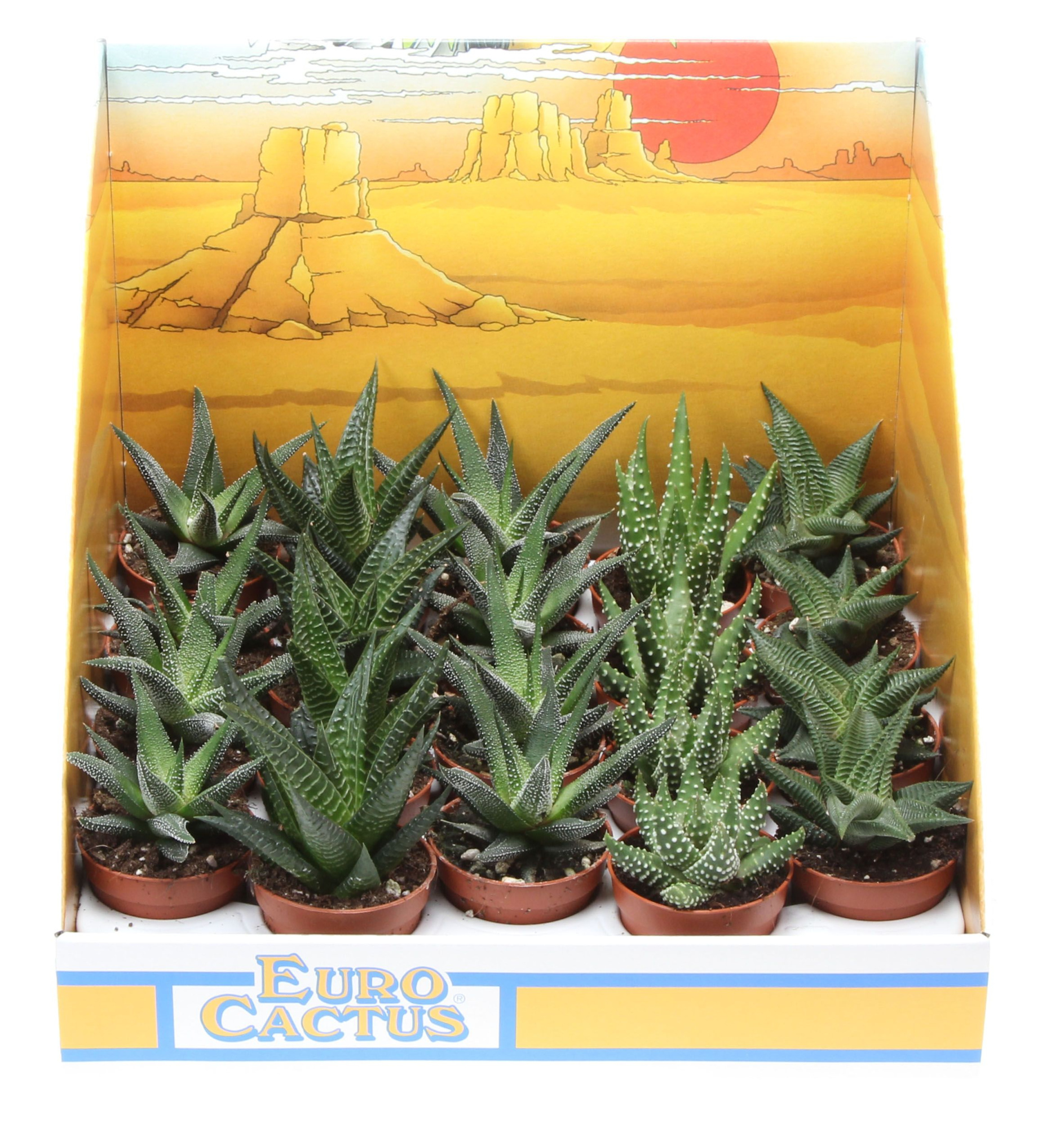 Aloe mix in showdoos, D 5,5
