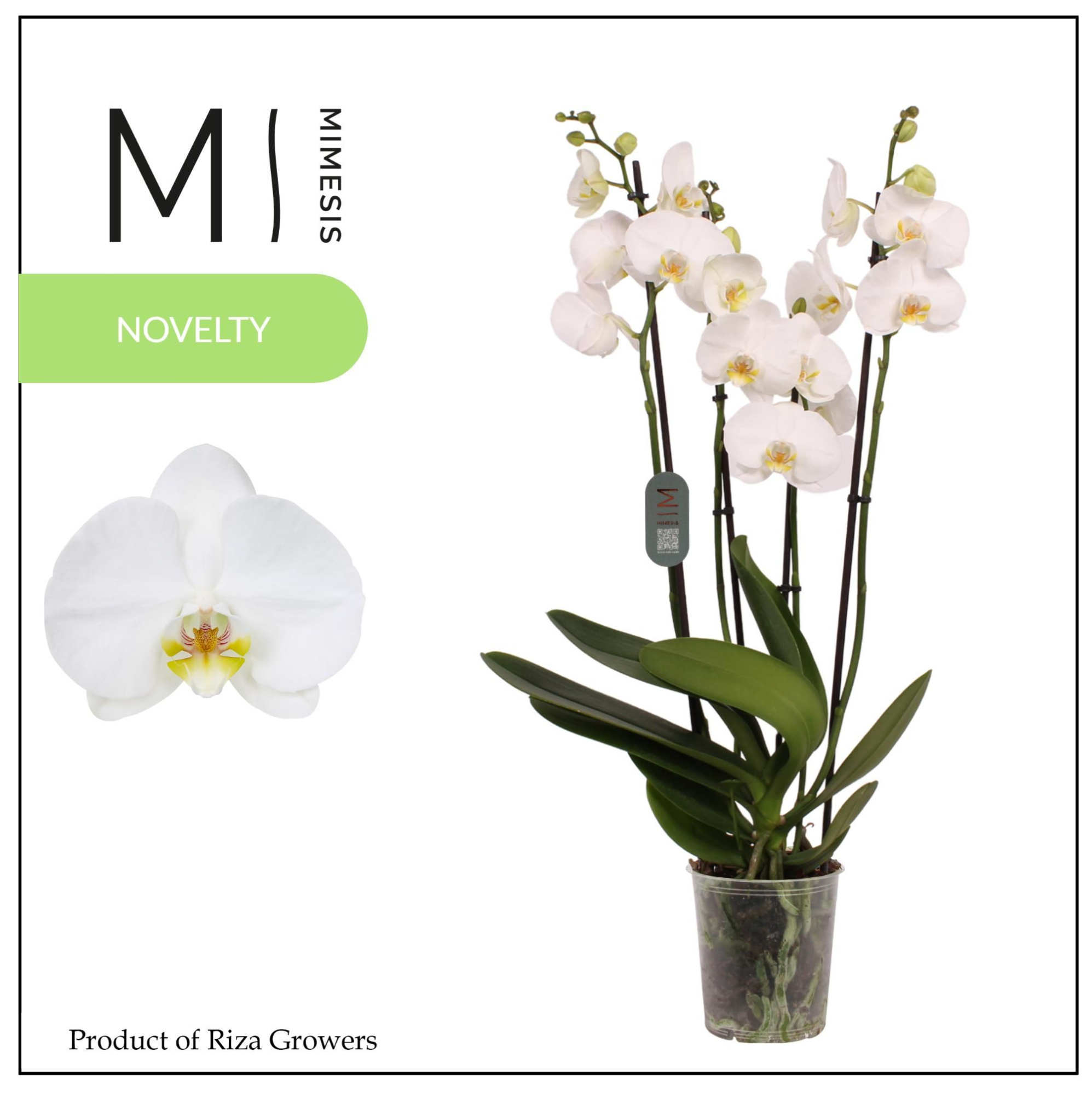 Mimesis Phal. Nottingham - 4 spike 12cm, D 12 cm