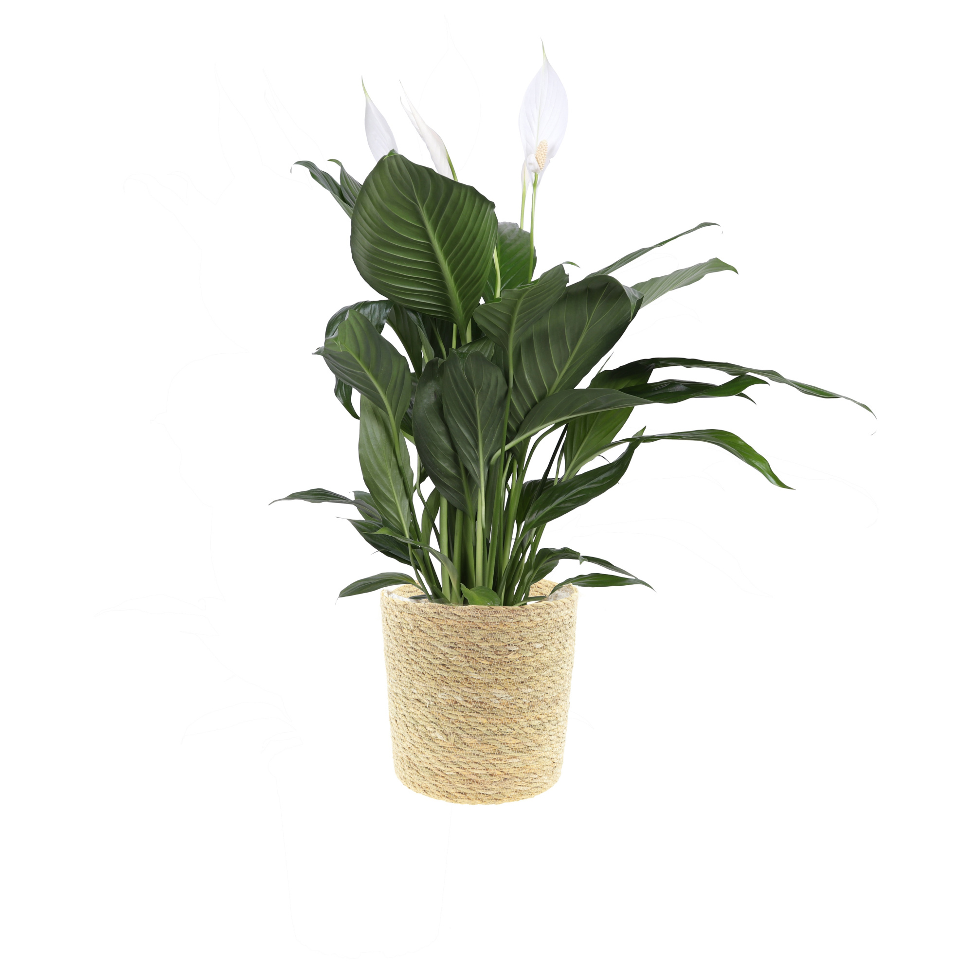 KP-120.1 - Spathpihyllum Bingo 17cm in mand, D 17