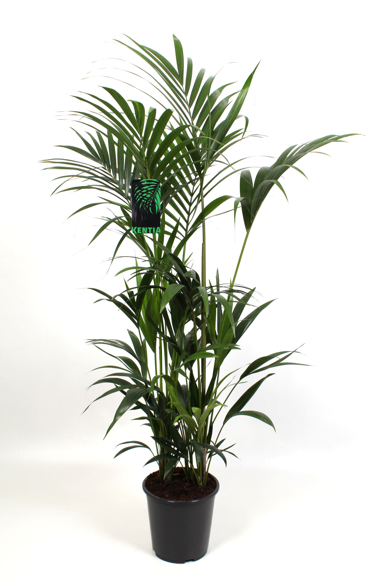 Kentia-Howea Forsteriana 27 cm 160 cm hoog, D 27