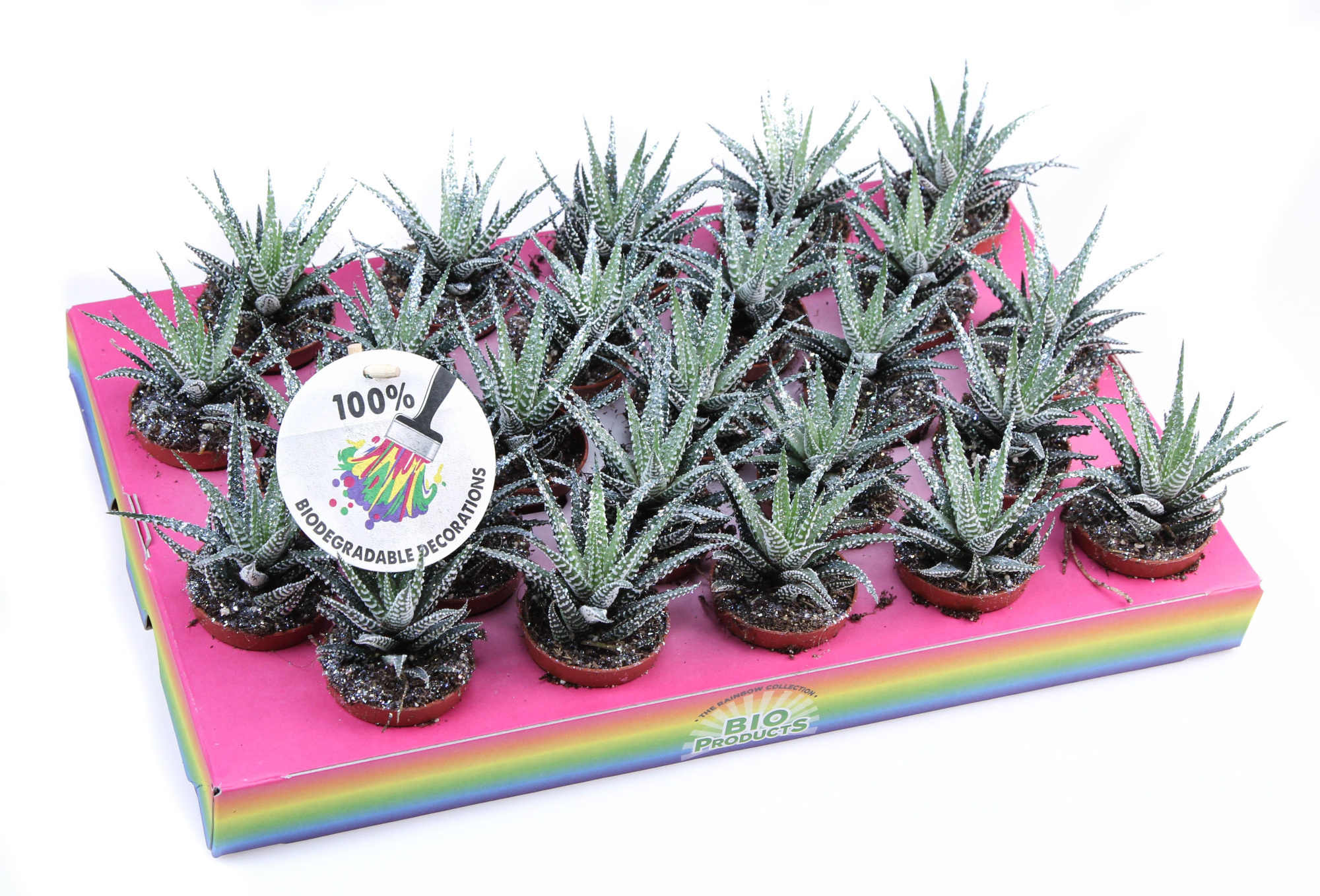 Big band + bioglitter, D 5,5