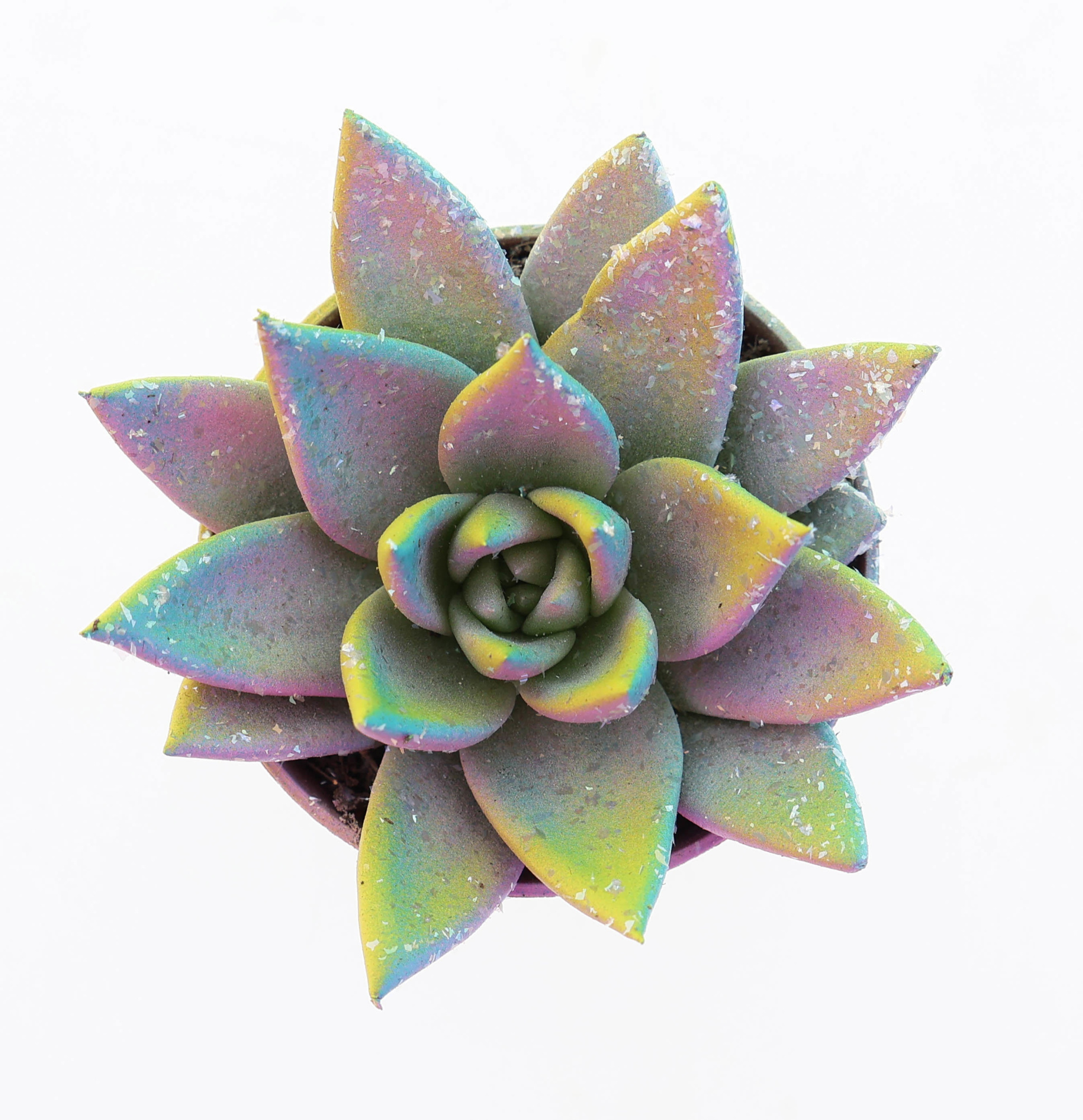 Miranda multi glitter mix, D 5,5