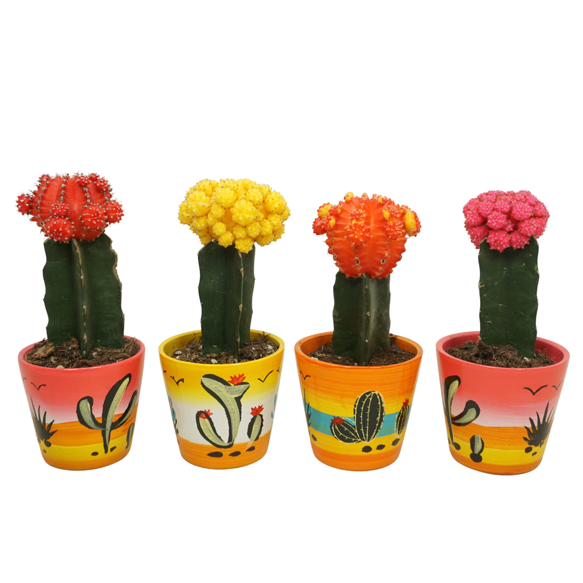 Gymnocalycium geënt mix in 10 cm 'Decorpot', D 8,5