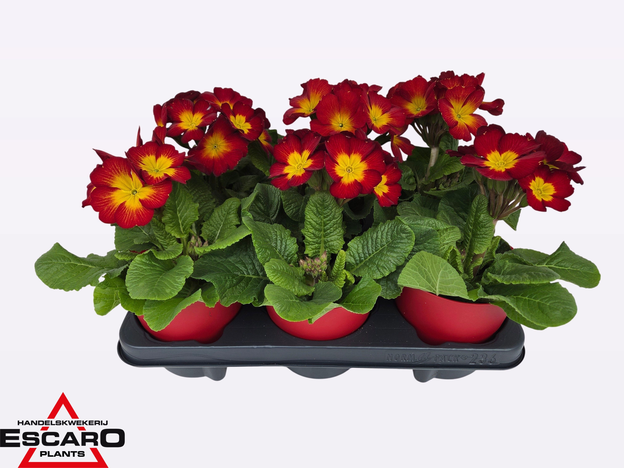 Primula elatior red ton sur ton, D 12,5