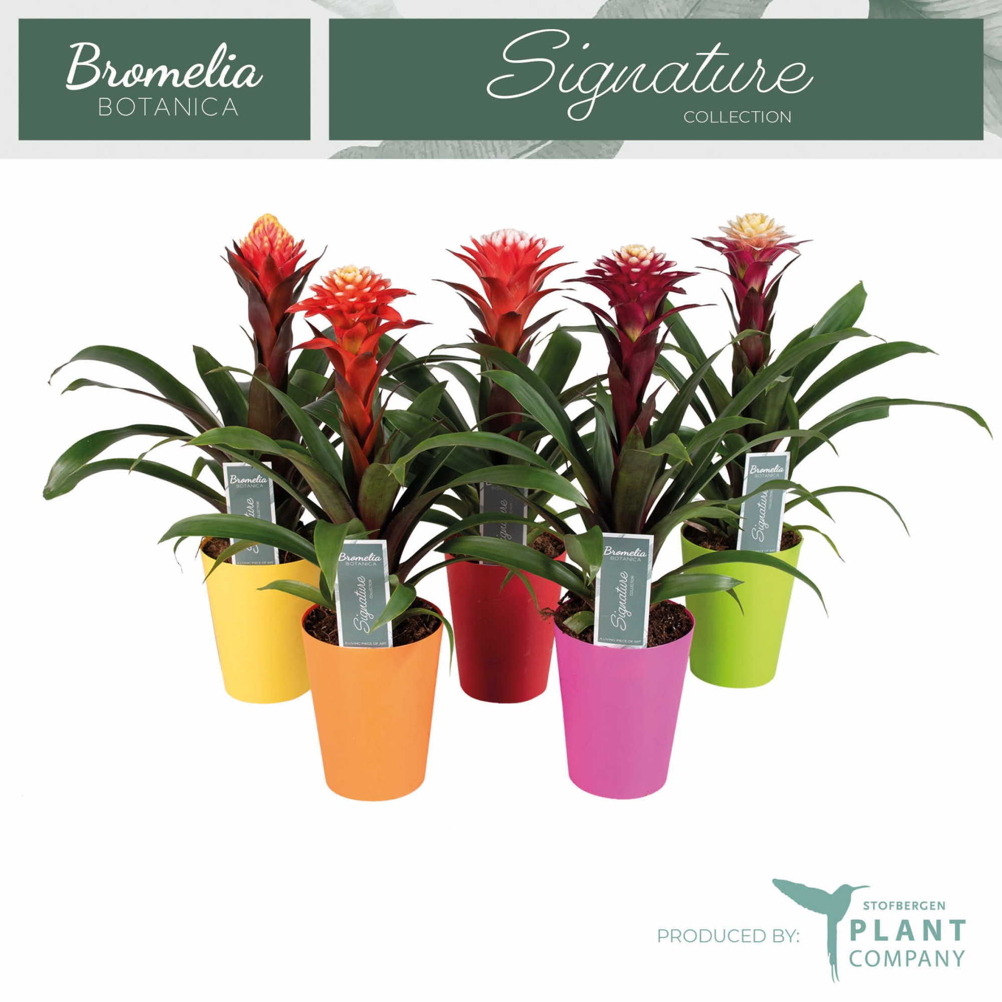 Fortuna mix in keramiek, D 12