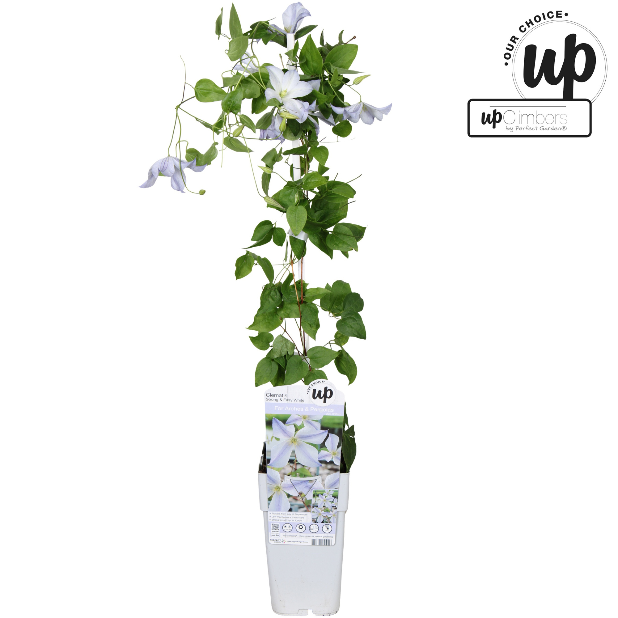 Clematis Strong and Easy White - Dutch Sky P15, D 15