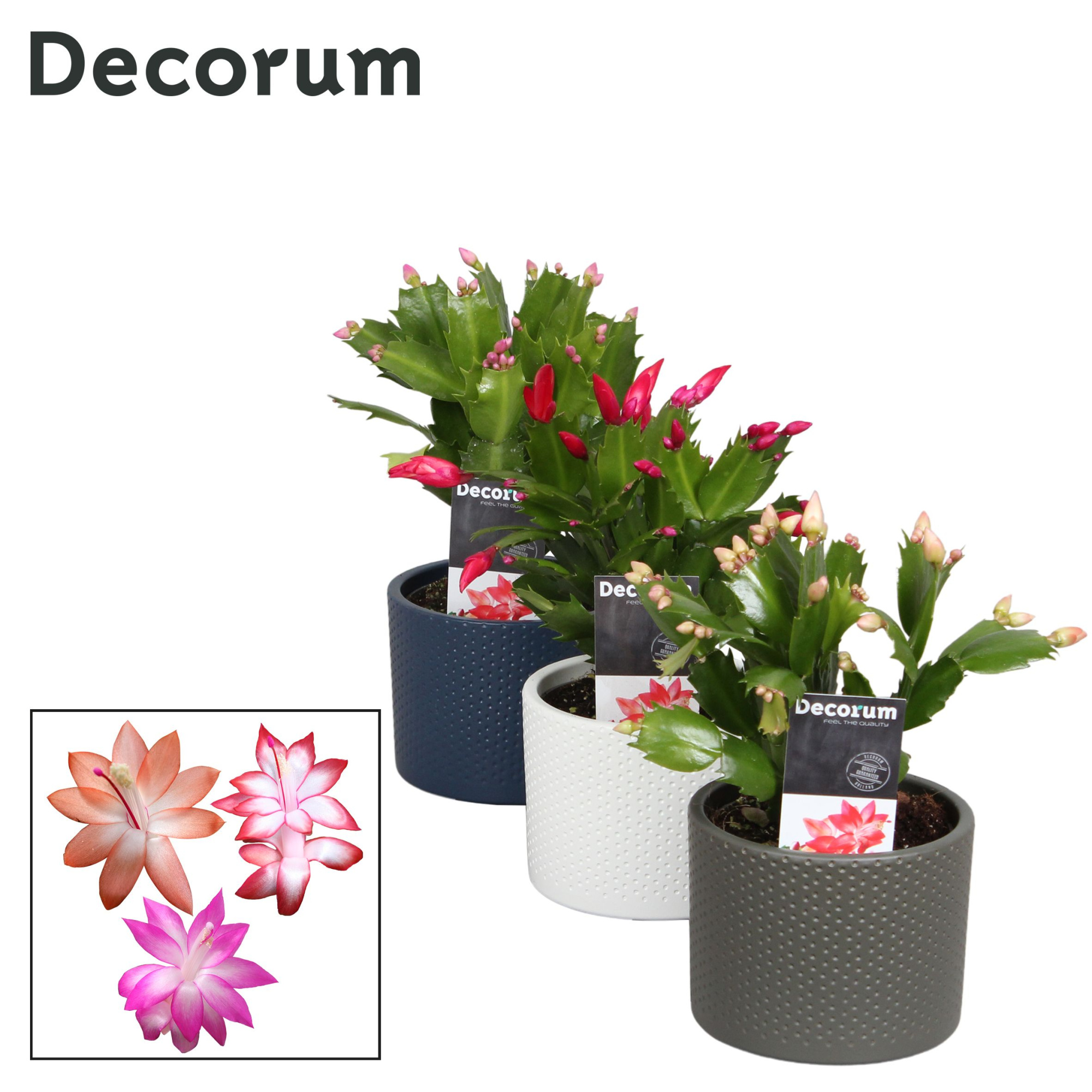 Schlumbergera - 10,5 cm - Keramiek Gemma Mix - Decorum, D 10,5