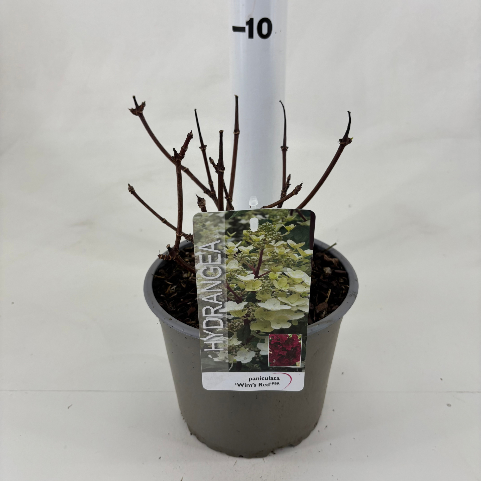 Hydrangea paniculata 'Wim's Red' ® PBR, D 19