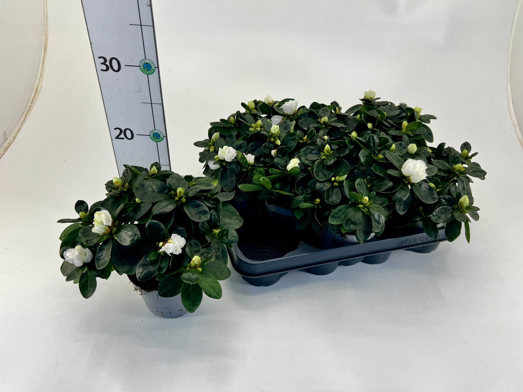 Rhododendron simsii T10,5 white, D 10