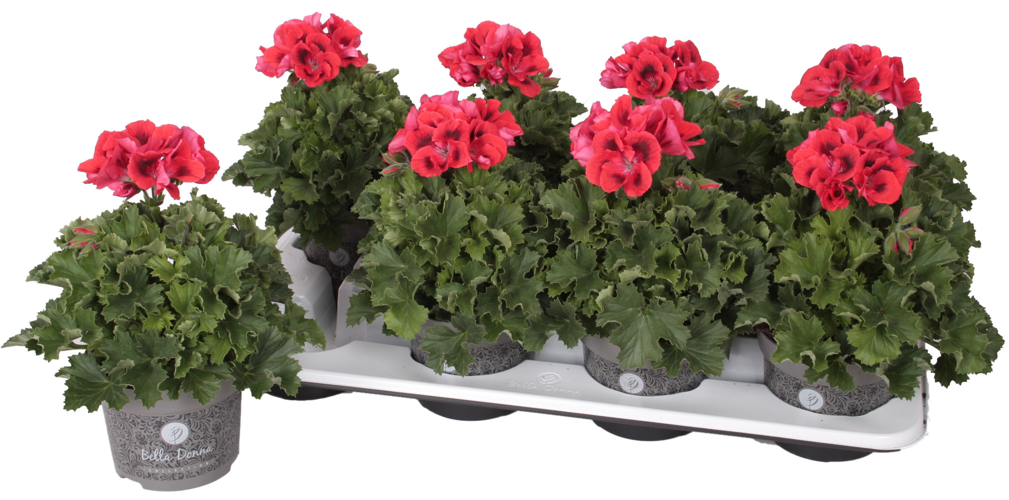 Pelg. Don Vito 12cm, D 12