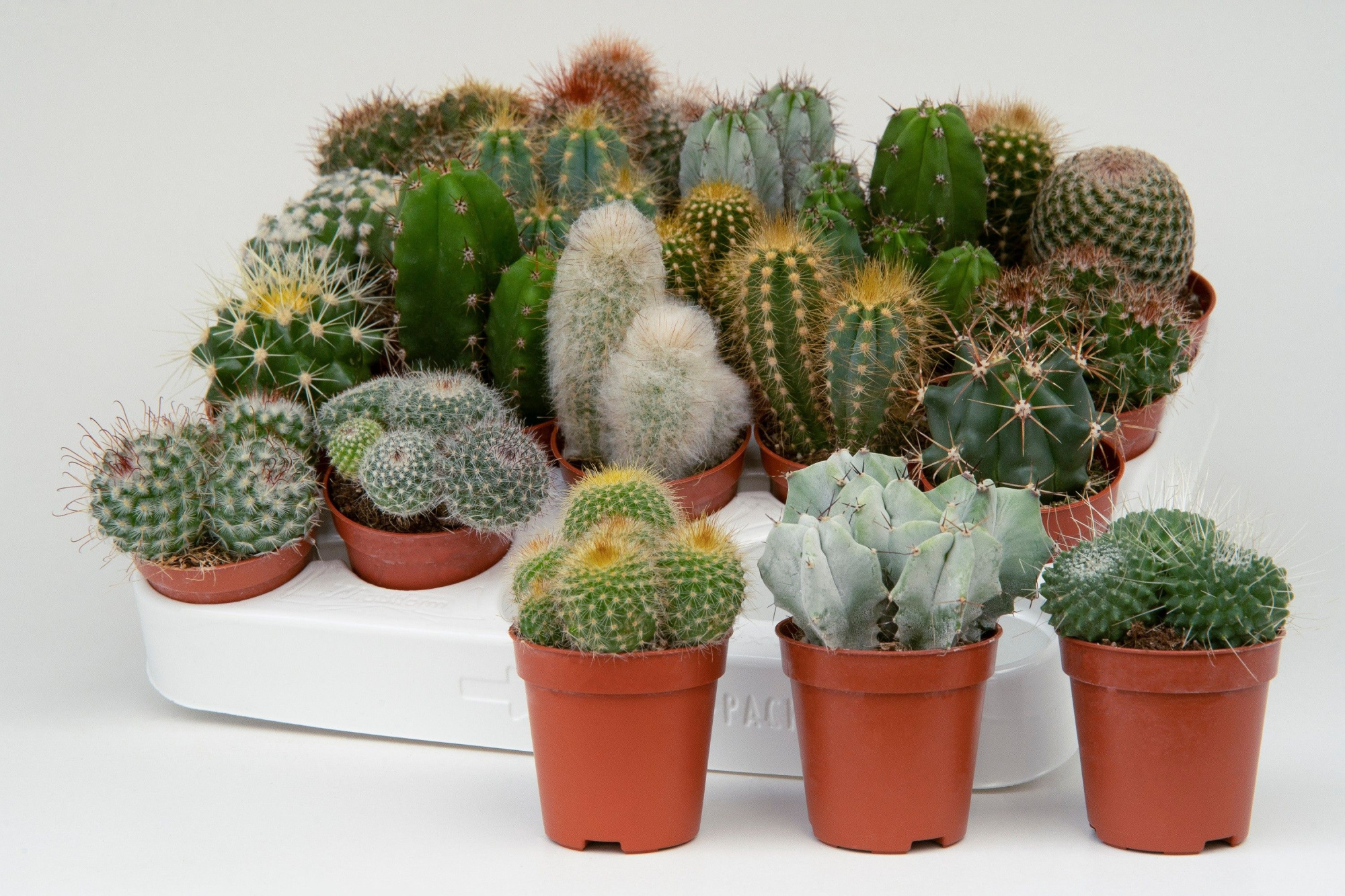 Cactus mix 5,5cm- 20 units tray, D 5,5