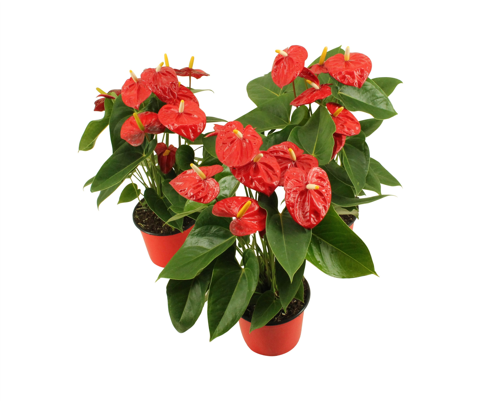 Anthurium XL.10 Mauii Red 14cm, D 14